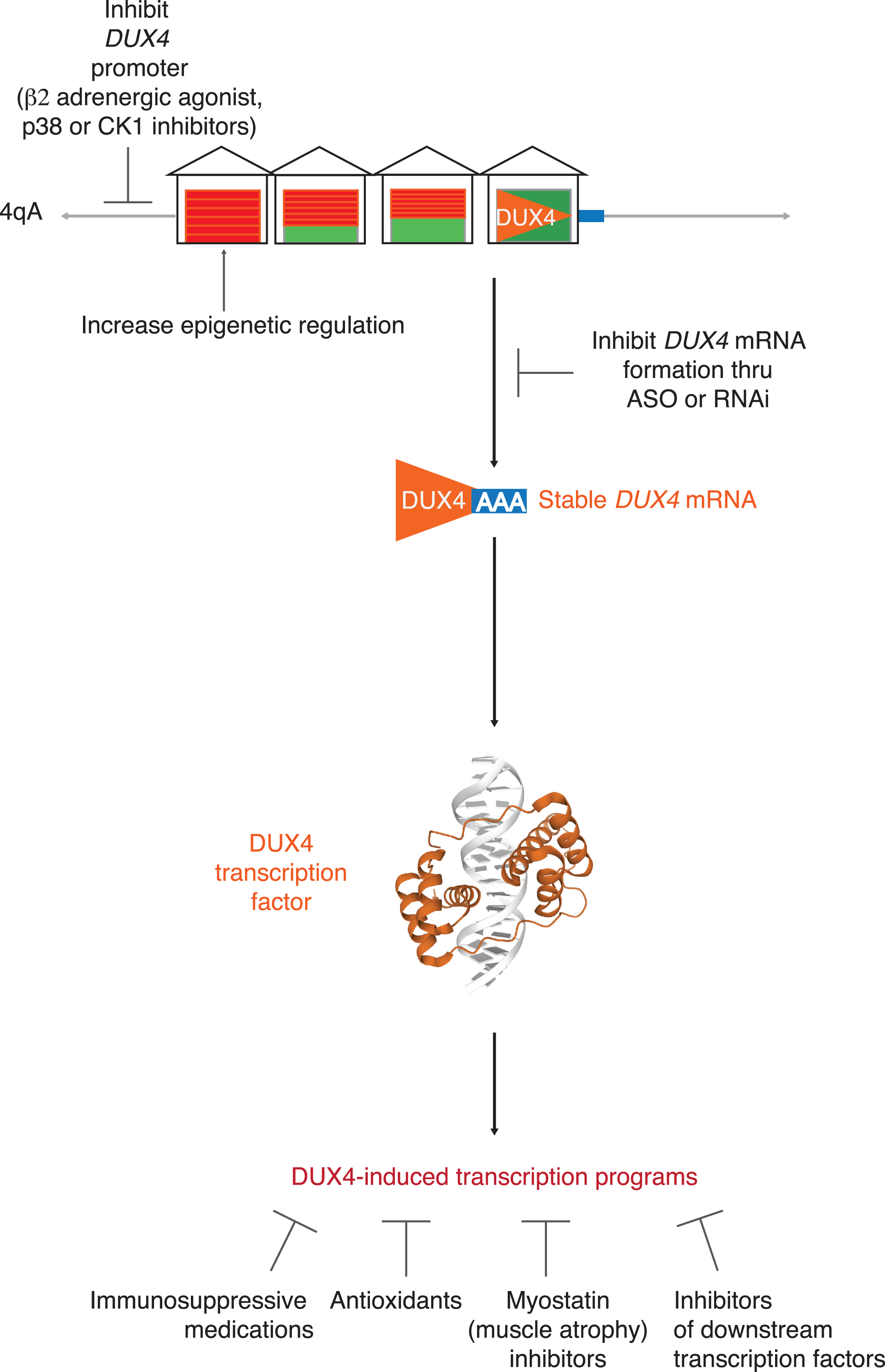 Targeting DUX4. Possible targeted therapeutic approaches to FSHD include: 1) epigenetic silencing of the D4Z4 repeats; 2) blocking DUX4 mRNA production by inhibiting DUX4 promoter or DUX4 mRNA formation; 3) targeting one of several identified downstream pathologic pathways triggered by DUX4 expression.