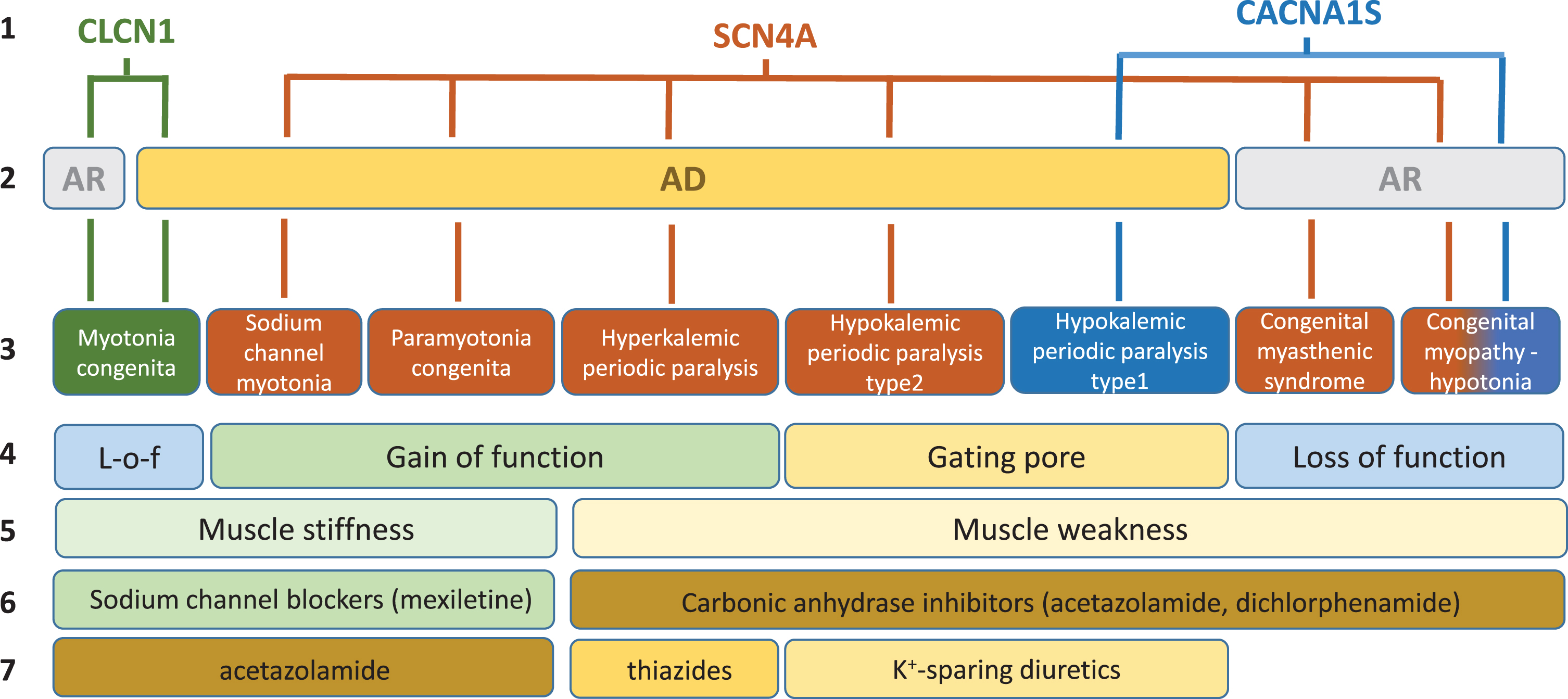 Schematic description of current knowledge regarding skeletal muscle ion channelopathies considered in this systematic review. First line: mutated gene. Second line: mode of inheritance (AR, autosomal recessive; AD: autosomal dominant). Third line: disease names. Fourth line: main effect of mutations on channel function. Fifth line: main symptom. Sixth line: currently preferred symptomatic drugs. Seventh line: second choice drugs.