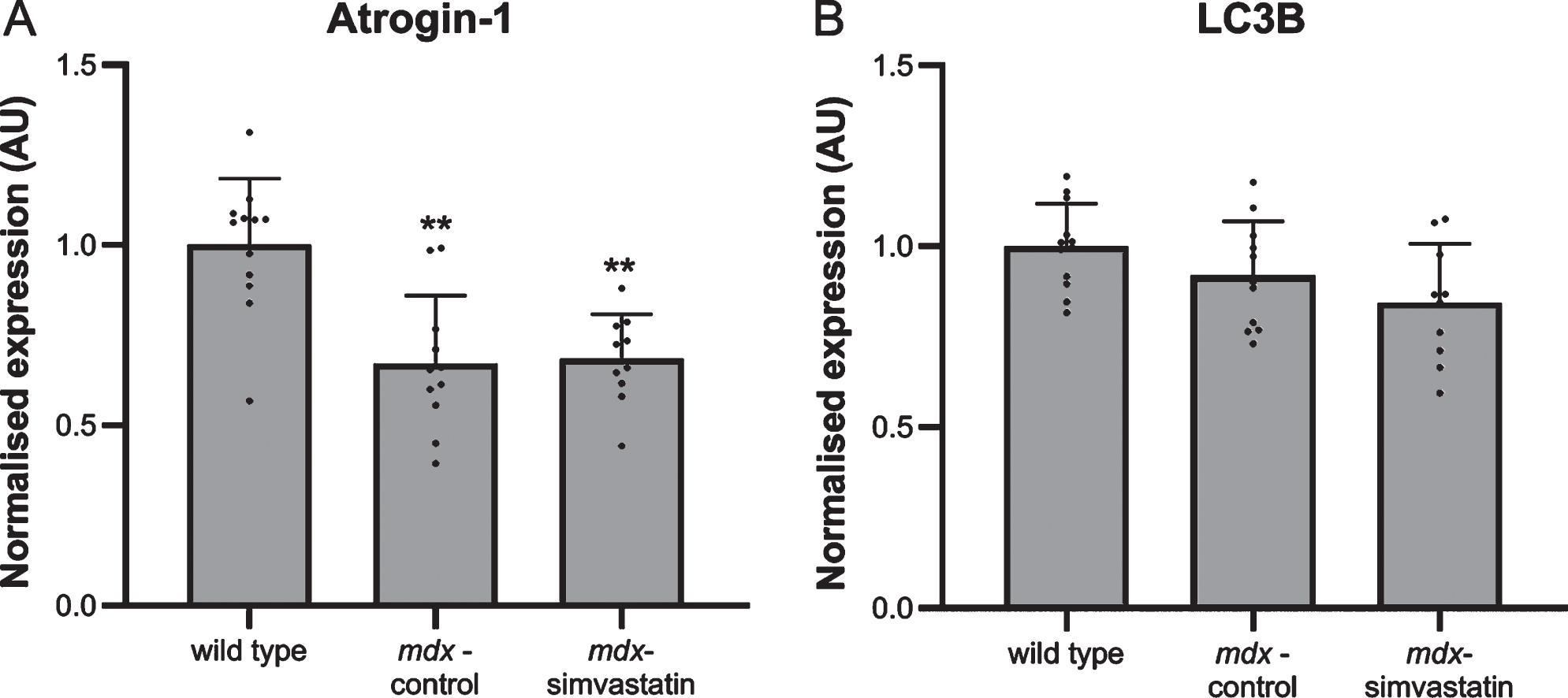 Autophagy. Expression of (A) atrogin–1 and (B) LC3B in the diaphragm of 24–week old mice after 12 weeks of simvastatin treatment (n = 10–12). **p < 0.01 compared to wild type mice.