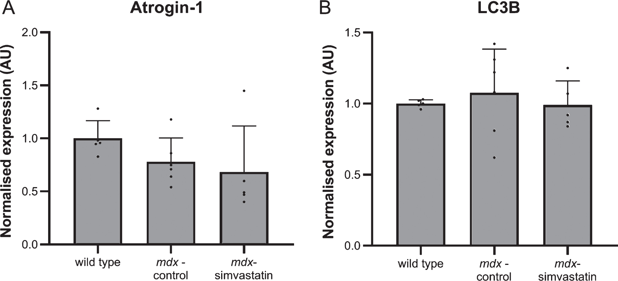 Autophagy. Expression of (A) atrogin–1 and (B) LC3B in the diaphragm of 16–week old mice after 12 weeks of simvastatin treatment (n = 5–6). There are no significant differences between any of the groups.