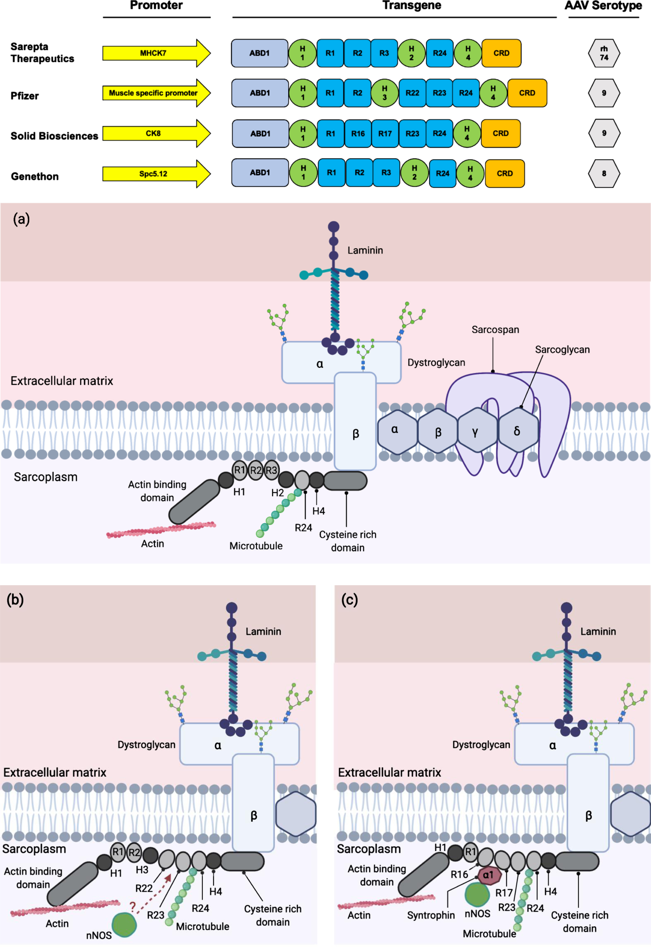 Clinically relevant miniaturised dystrophin constructs. (Top) The promoters utilised in the therapeutic constructs are shown by yellow arrows. These promoters are shown to be muscle and heart specific and will preferentially express the transgene in those tissues. The transgene of all the constructs contain the coding sequence for protein domains that are clinically relevant and functional. The AAV serotype of choice is also based on tissue tropism, where they are muscle and heart tropic. Clinical constructs for Sarepta Therapeutics (in partnership with Roche), Pfizer, Solid Biosciences and Genethon adapted from (48) (49) (50) and (9) respectively. ABD: Actin-binding domain; H: hinge; R: rod; CRD: cysteine-rich domain; CTD: C-terminal domain. (a) The localisation of microdystrophin-1 (MD1) protein (utilised by Sarepta Therapeutics and Genethon) to the DAPC. (b) The localisation of mini-dystrophin protein utilised by Pfizer to the DAPC. There remains a possibility of the recruitment of nNOS to the sarcolemma by the mini-dystrophin via an unknown mechanism (114) (115). (c) The localisation of microdystrophin protein utilised by Solid Biosciences to the DAPC.