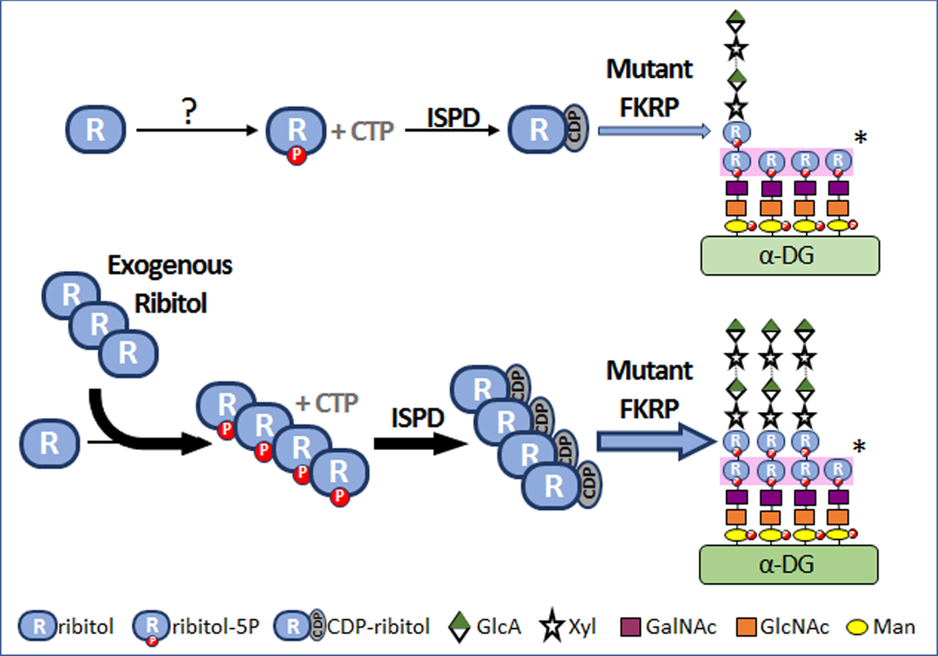 Mechanism of ribitol-induced matriglycan expression in FKRP mutant cells. “?”, mechanism(s) is not understood. “*”, Each monosaccharide is transferred to the glycan of α-DG by specific glycosyltransferase and the first and second ribitol-5P on the glycan chains are transferred by Fukutin and FKRP respectively. P, phosphate. ISPD, isoprenoid synthase domain containing gene. CTP, cytidine triphosphate. CDP, cytidine diphosphate.