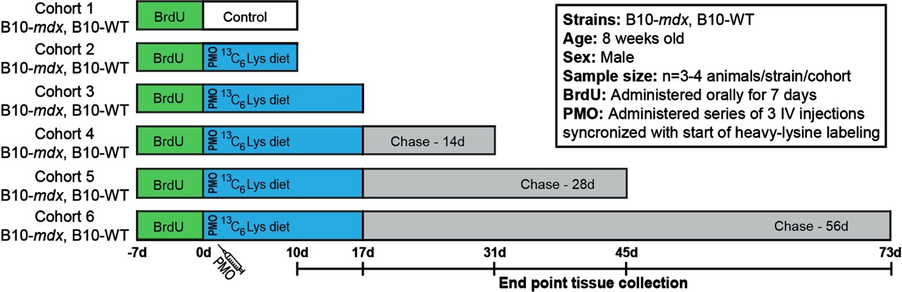 Workflow to examine the turnover of dystrophin and DGC proteins after exon skipping therapy. Schematic representation of SILAM-based MS approach to evaluate dystrophin expression and turnover in response to exon skipping therapy in mdx, compared to the normal dynamics in WT. BrdU was administered for 7 d prior to administration of vivo-PMO and the 3C6-Lys (heavy-Lys) ‘pulse’ phase. Cohorts were then provided a ‘chase’ phase to evaluate the dynamics of dystrophin turnover over time (10 d –73 d). End point tissue collection dates are shown in the timeline.
