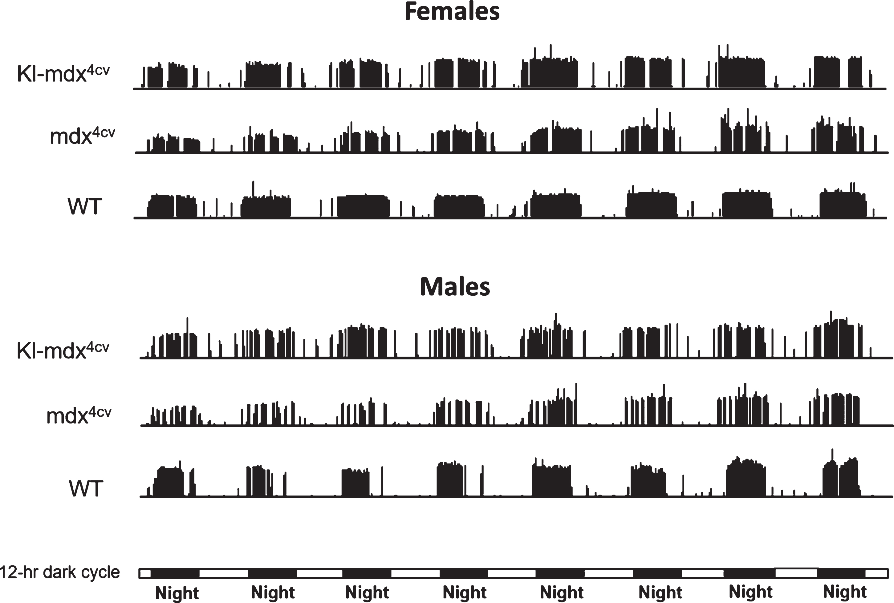Performance actograms comparing running activity of representative Kl-mdx4cv, mdx4cv and wild type (WT) mice over 8 days of voluntary wheel running. Day and night periods are represented by horizontal light and dark bars at the bottom of the actograms. The height of each actogram bar represents the revolutions traveled during that minute of the experiment.