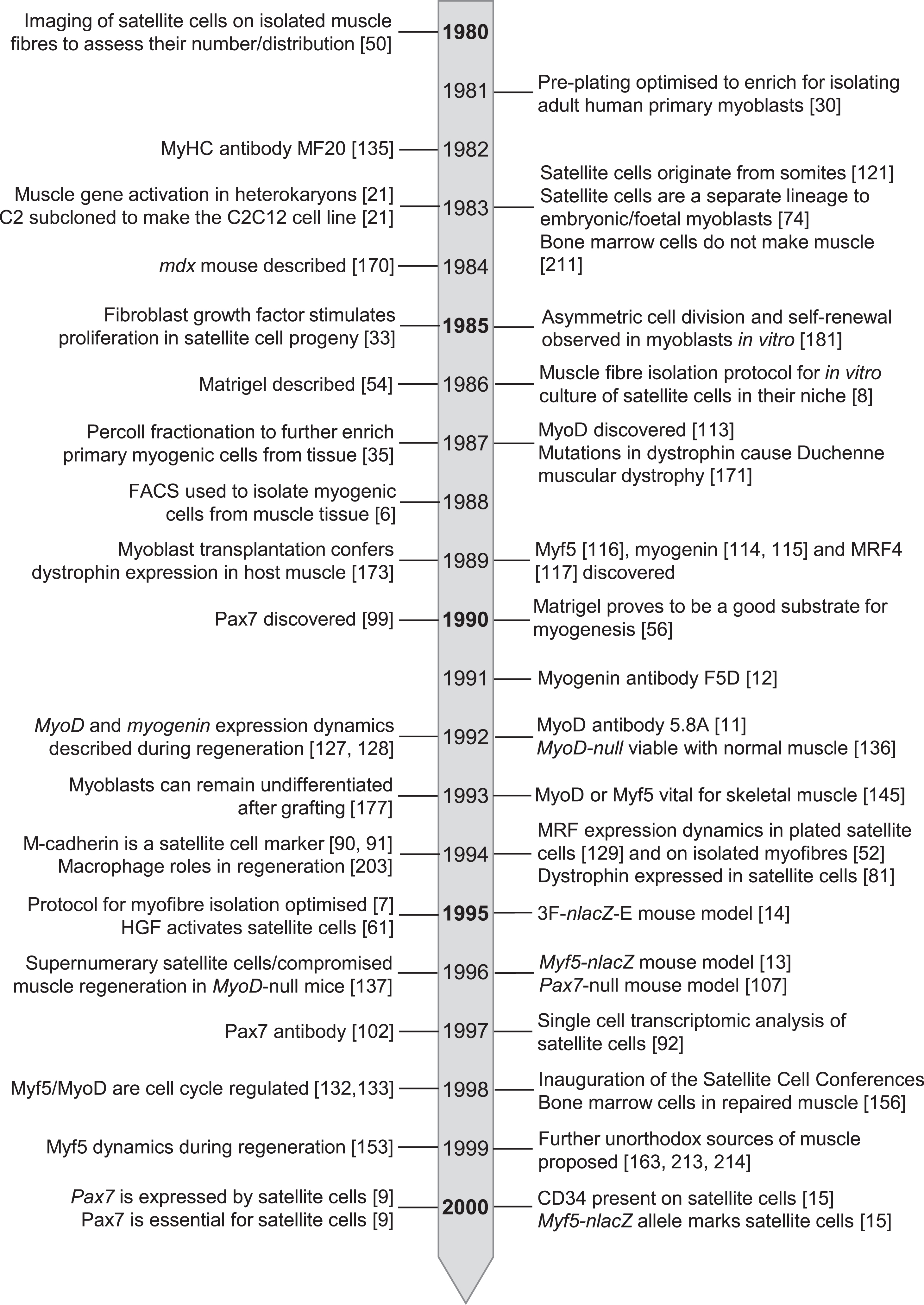 Timeline of seminal events in satellite cell research from 1980 – 2000.