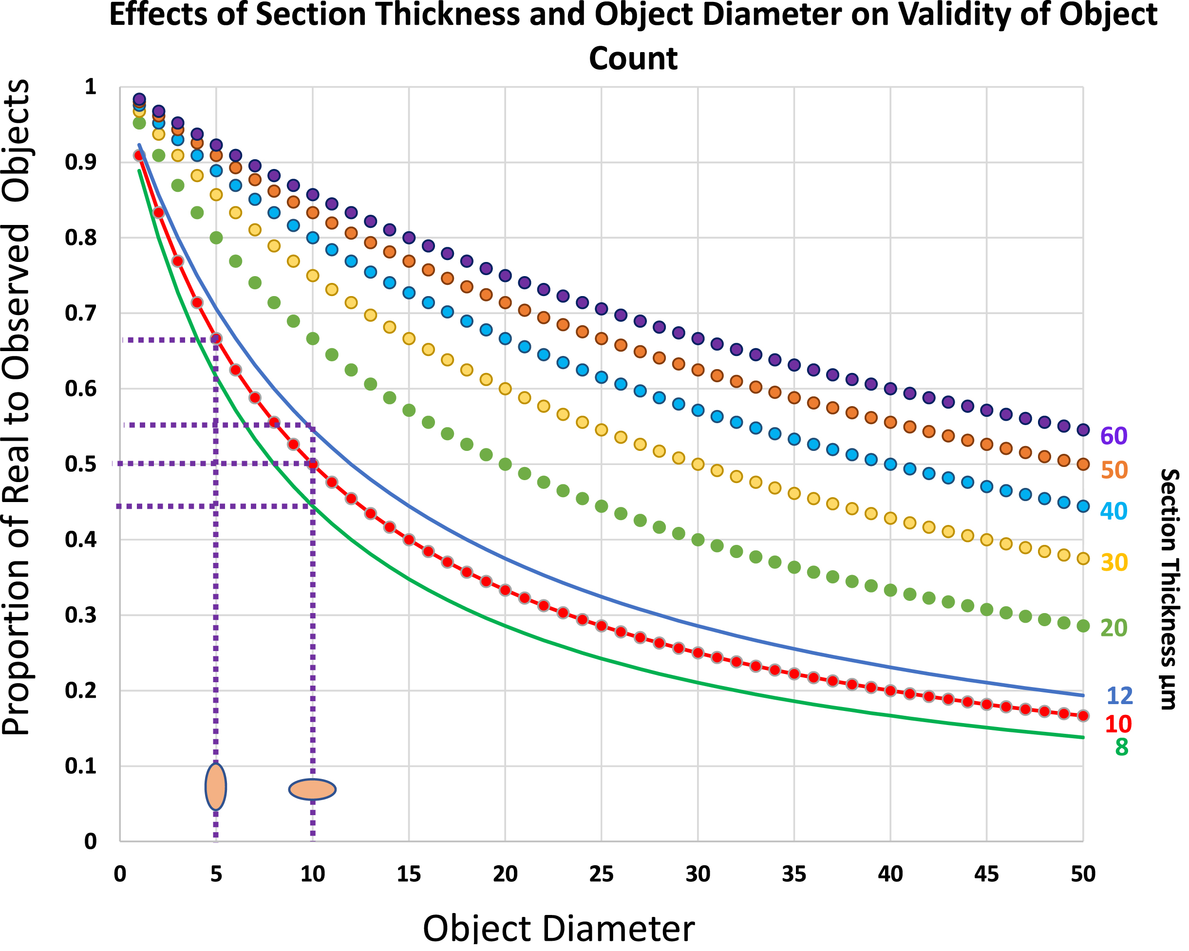 Plots to show the real number of objects per section volume as a proportion of the number of counted objects of various diameters, D, within sections of varying thickness, T. Note that within the range of sizes that commonly apply to skeletal muscle histology, the effects of small differences in either dimension of the object or of section thickness have major effects on the overestimate of object number. Thus, for a 10μm X 5μm satellite cell nucleus its number per 10μm thick section will be overestimated by a factor of 2 if its long axis lies at 90° to the plane of the section but only by a factor of 1.5 if the long axis lies parallel to the plane of section, a difference of 30%. Similarly in sections cut at a nominal thickness of 10μm, a variation of 2μm on either side would shift the over-estimate of numbers from 2.25 to 1.83, a difference of 20%.