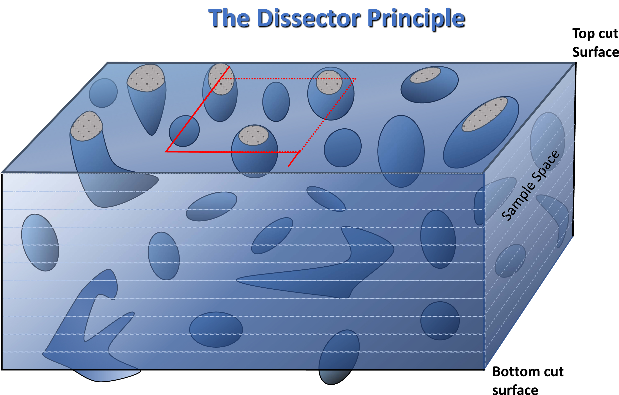 Diagram to illustrate the principles of stereological analysis of microscopic sections by confocal microscopic examination of histological sections. The region outlined in red is the sample area to be examined through the depth of the section. As in a counting chamber, objects falling on the two adjacent boundaries, by convention the upper and right-hand, shown as dashes, are counted and those lying on the remaining two, shown as solid lines, are excluded from any count. By the same argument, objects intersected by the upper cut surface are ignored and only objects encountered afresh within the depth of the section are regarded as an unbiased estimate of objects lying within the sample volume. The two solid line extensions of the square are exclusion boundaries for large irregular bjects, that may be encountered in some tissues, lying partially within the sample square.