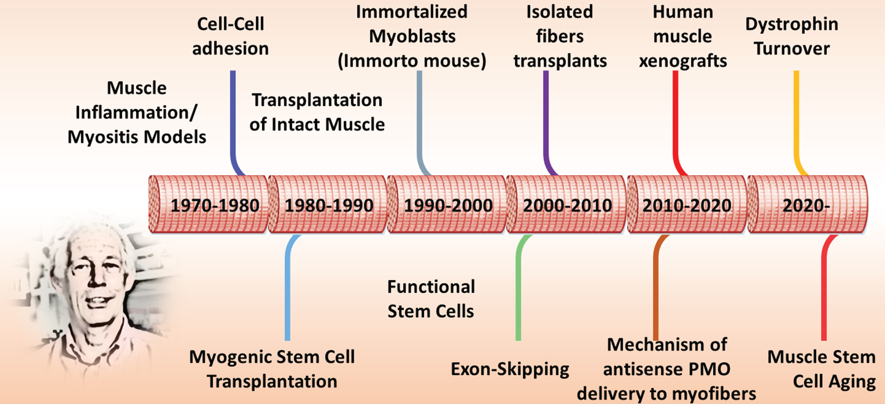 Timeline of Terry’s contributions to muscle biology. This timeline is a rough presentation of some of the technical and conceptual contributions Terry and his colleagues have made over the past 5 decades. Into the 6th decade, Terry continues to tackle new questions relevant to DMD therapy and muscle biology.
