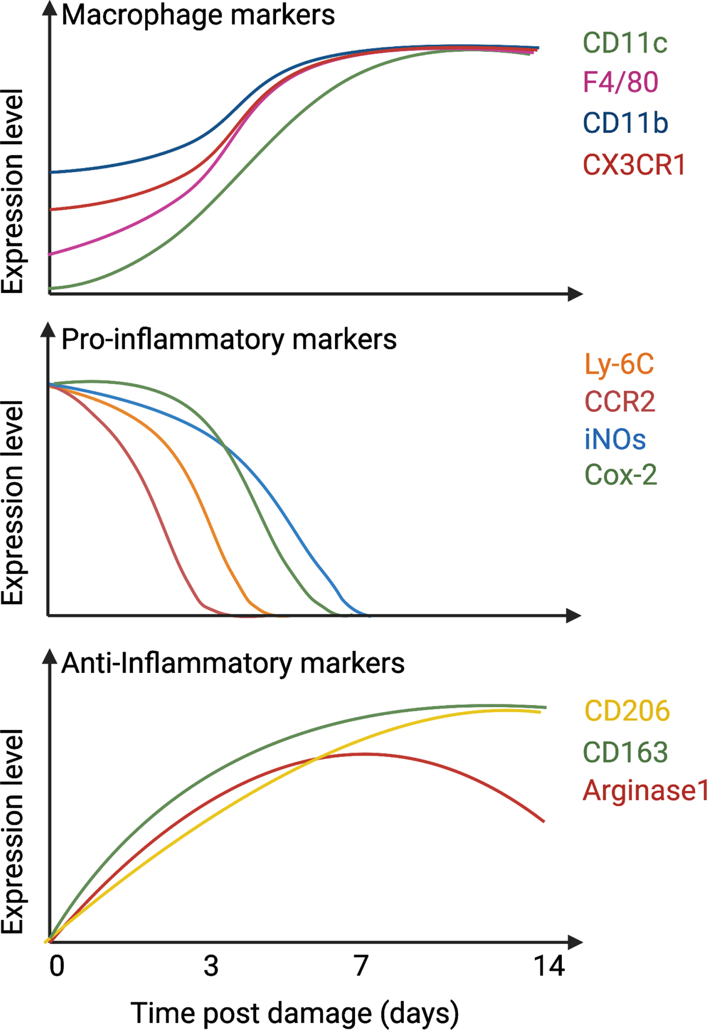 Temporal expression of macrophage and inflammatory markers. After damage, infiltrated monocytes differentiate into macrophages, up-regulate CD11c, CD11b, F4/80, and CX3CR1 (top graph) and express pro-inflammatory markers such as Ly-6C, CCR2, iNOs, and Cox-2 (middle graph). After 1-2 days in the tissue, they downregulate pro-inflammatory markers and start to express anti-inflammatory proteins such as CD206, CD163, and Arginase 1 (bottom graph).