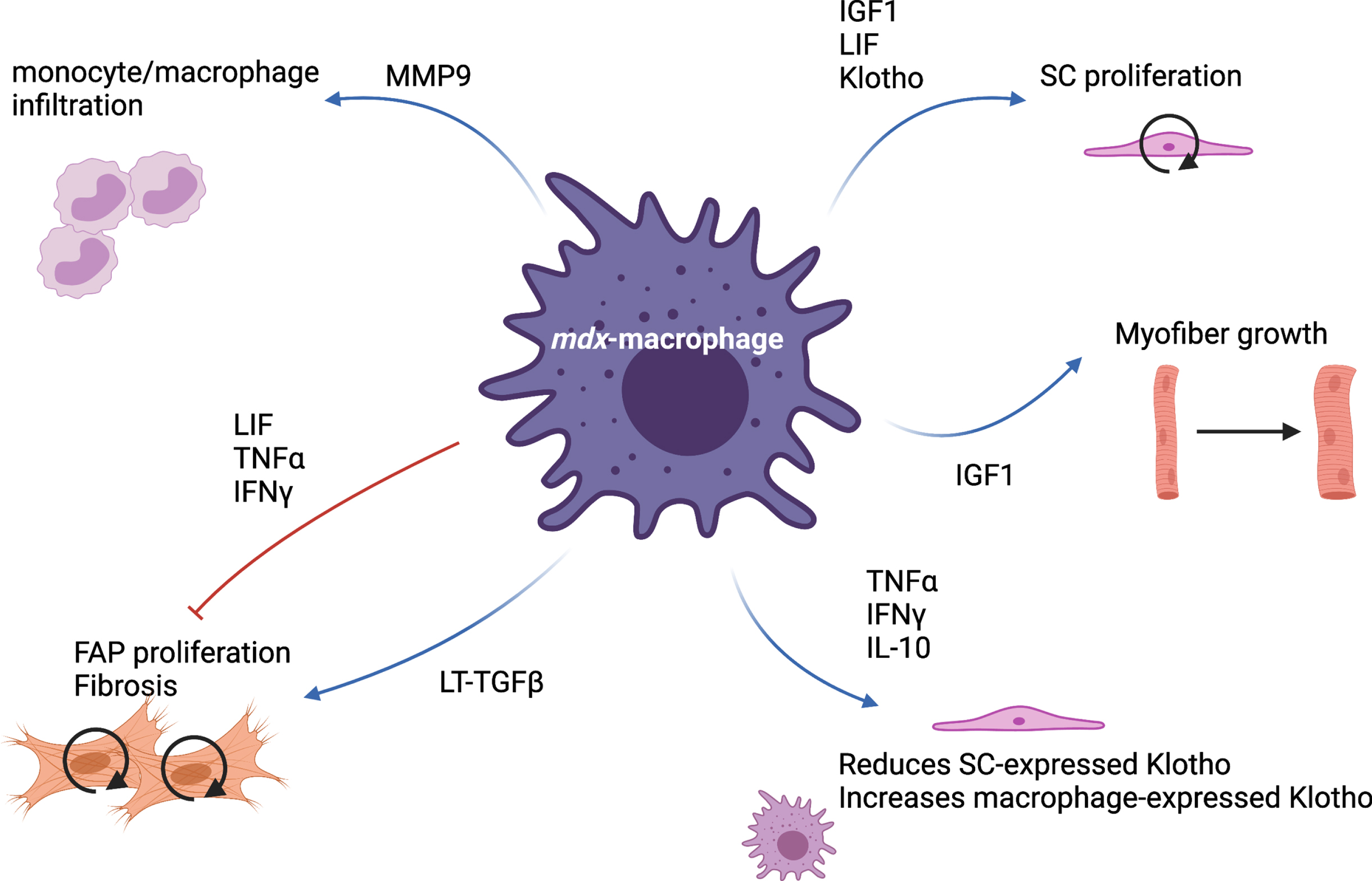 mdx-macrophage specific functions. Via the production of many cytokines and proteins, macrophages present in mdx muscle are able to simultaneously stimulate and inhibit various cellular processes such as monocyte infiltration, satellite cell (SC) proliferation, myofiber growth, fibro-adipogenic progenitor (FAP) proliferation and differentiation.