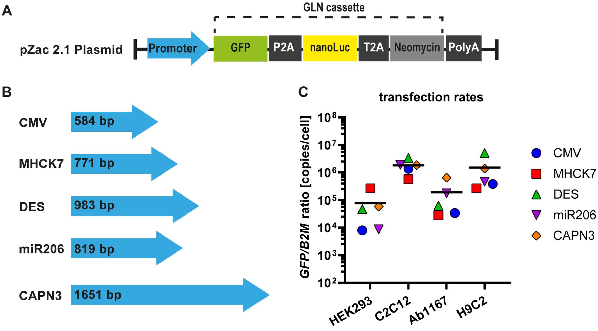 Muscle specific promotors and plasmid transfection ratios. (A) The pZac2.1 plasmid containing the respective promotor sequence and the GLN expression cassette. (B) Four muscle specific promotors (MHCK7, DES, miR206 and CAPN3) were tested and compared to a ubiquitous promotor (CMV). Blue arrows represent the relative lengths of promotor sequences. (C) Plasmid transfection protocols were adjusted for HEK293, C2C12, HSKM-Ab1167 and H9C2 cell types and transfection ratios were measured by qPCR for tEGFP in relation to B2M housekeeping gene. Scatter dot plot shows mean GFP/B2M ratios of the respective reporter plasmids in the given cell types (n = 4). Black lines indicate the overall mean of reporter plasmid transfection rates in each cell line.