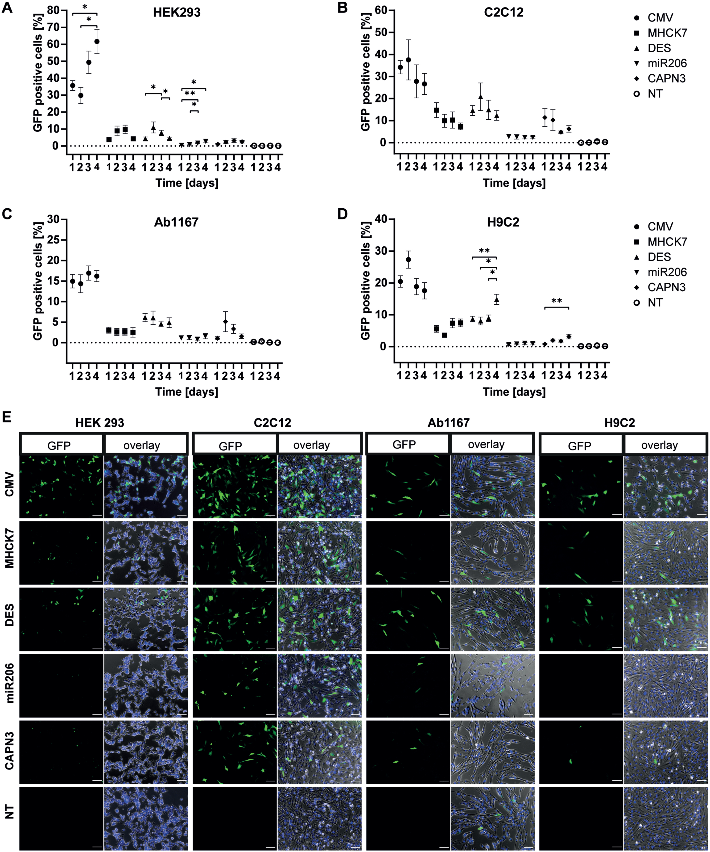 Promotor dependent GFP-expression in proliferating cells. Proliferating HEK293 (A), C2C12 (B), HSKM-Ab1167 (C) and H9C2 (D) were transfected with either CMV, MHCK7, DES, miR206 or CAPN3 promotor plasmids. Promotor activity was measured by GFP expression on four consecutive days. Percentage of GFP positive cells is given by number of GFP positive cells/total cell number. Datapoints represent mean values±SEMs (*p < 0.05; **p < 0.01; ***p < 0,001). (E) Representative overview of GFP expression in the given cell types under CMV, MHCK7, DES, miR206 and CAPN3 promotor at post transfection day 1. NT represents non GFP transfected controls, cells were transfected with equal amounts of puc19 spike plasmid. Left panel in each cell type column shows the GFP signal (green) only and right panel shows an overlay of GFP positive cells (green), Hoechst stained nuclei (blue) and whole cells in phase contrast (grey). Scale bar = 100μm.