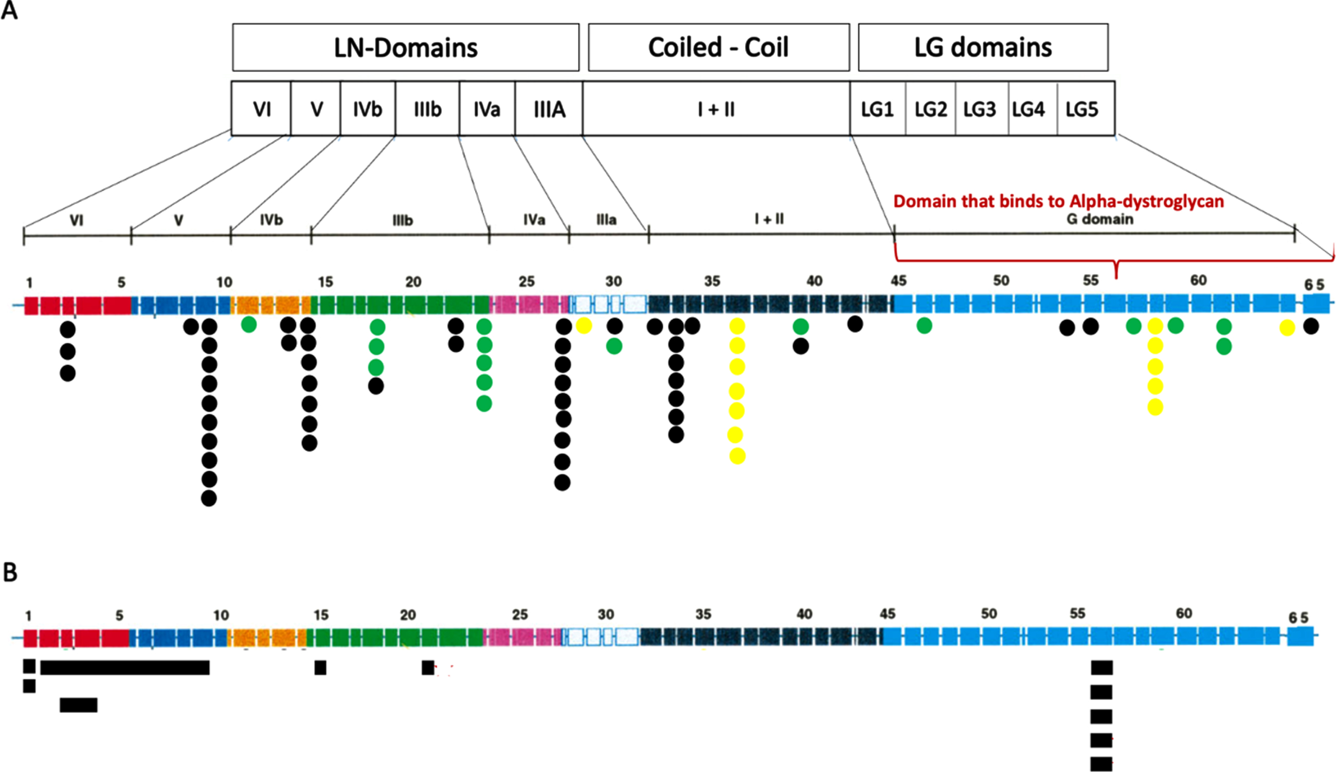 LAMA2 variants found in the cohort. (A) SNV variants according to exon localization and protein domain. The number of dots represent the number of times this variant was found in the cohort. Black spots unveils the variants that originate premature termination codons (PTC): nonsense and out-of-frame. Yellow spots show splice-site variants and Green spots display missense and inframe changes. All variants are displayed in Table 1. (B) CNV variants represented as blue squares.