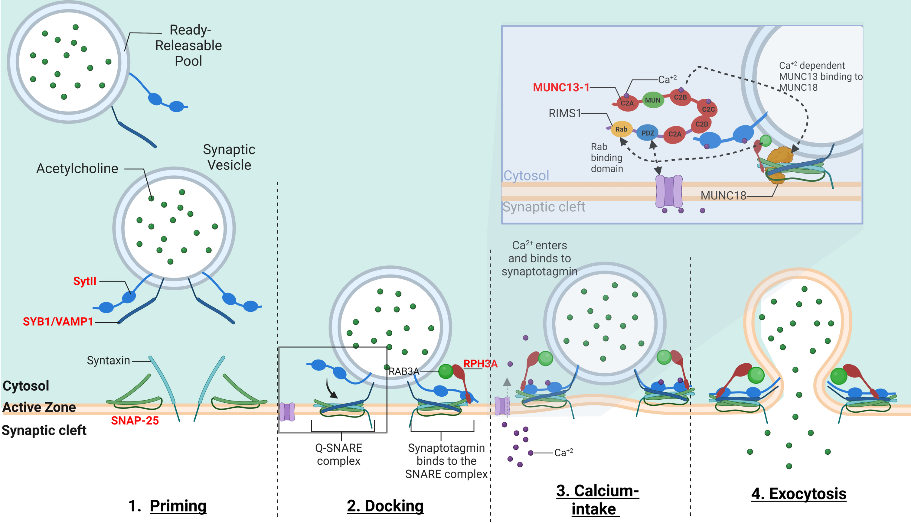 –The mechanism of calcium-dependent synaptic vesicle exocytosis at the NMJ: The ready releasable pool (RRPs) of synaptic vesicles containing ACh. When activated, the synaptic vesicle moves towards the pre-synaptic membrane terminal where calcium influx releases the synaptic vesicle bound to actin and other cytoskeletal elements (not shown in image). The “Active Zone” is the area at the pre-synaptic terminal membrane where exocytosis occurs. 1. The pool of synaptic vesicles is termed the “readily releasable pool” (RRP) and is necessary to respond to an electrical impulse. Synaptotagmin II (SytII) and Synaptobrevin/VAMP1 (SYB1/VAMP1) proteins attach to the outer synaptic vesicle membrane forming the soluble N-ethylmaleimide-sensitive factor (NSF) attachment protein receptor (SNARE) complex. The cell membrane contains SNAP-25 and syntaxin components essential to the fusion of the vesicle and the cell membrane. 2. Docking –Here as the synaptic vesicle moves closer to the cell membrane, the SNARE complex begins to form 3. When an action potential depolarizes the pre-synaptic membrane, this causes the excitation of voltage-gated calcium channels and calcium entry. Calcium binds to both C2-domains (C2a and C2b) of SytII which induces a simultaneous binding of the vesicle to the cell membrane while completing the formation of the SNARE complex. Calcium induced binding of the SNARE complex requires additional proteins for vesicle exocytosis. MUNC18-1 inhibits the formation of the SNARE complex, locking syntaxin in a closed conformation, upon calcium induction MUNC18-1 interacts with MUNC13-1 opening the syntaxin conformation enabling the formation of the SNARE complex. This change in syntaxin conformation enables the binding of SYB1/VAMP1 initiating the fusion of the synaptic vesicle and cell membrane. In addition, MUNC13-1 contains C1, C2A, C2B, and C2 C domains which sequester calcium. MUNC13-1 also contains a central MUN domain. Importantly, Rab3-interacting molecule (RIMS1), which serves as an active zone scaffolding protein has been shown to interact with proteins ELKs and RIM-BPs. RIMS1 also interacts with MUNC13-1 by preventing homodimerization and recruiting MUNC13 s towards the active zone. RIMS1 also serves as a key regulator as it acts upon MUNC13 and 18, which are essential in determining the number of release sites and in the fusion of competent vesicles. RIMS1 can interact directly with the voltage-gated calcium channels at the presynaptic membrane, but altering the density of calcium channels present at the active zone, hereby effecting the size of the RRP. 4. The vesicle and cell membrane fuse together, the SNARE complex “zippers” the vesicle tightly to the cell membrane releasing ACh and other proteins into the synaptic cleft. Genes implicated in CMS are in red.