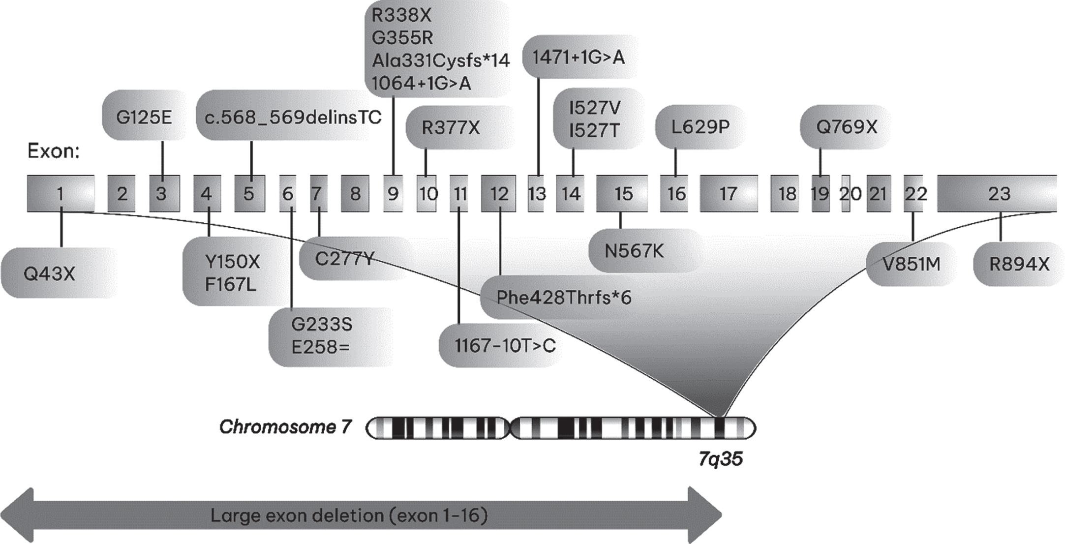 Two-dimensional representation of the structure of a CLCN1 gene showing the locations of mutations identified in this study.