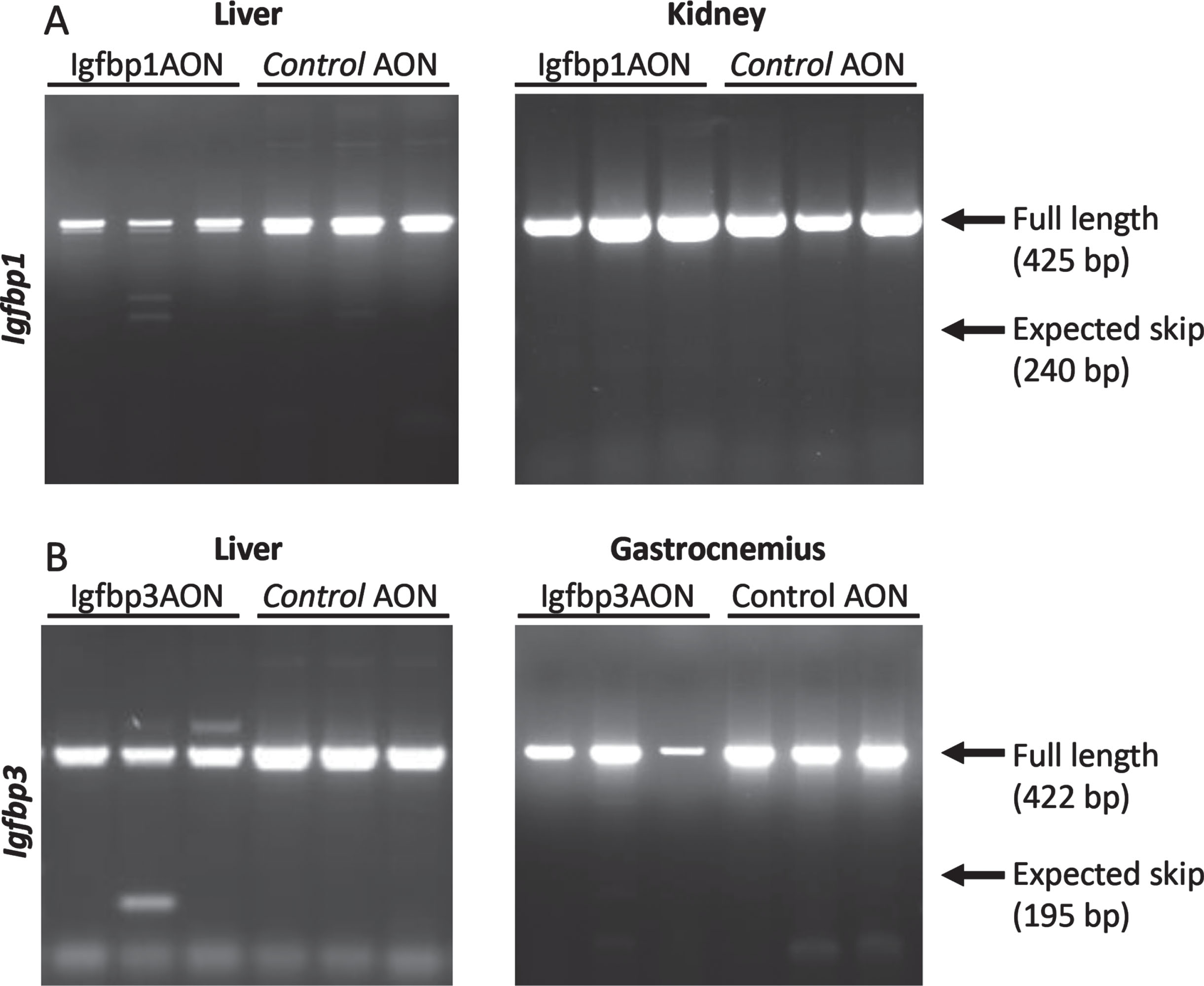 RT-PCR assessment of exon 2 skipping in Igfbp1 (A) and Igfbp3 (B). The arrows on the gel correspond to full length (non-skipped) and expected skip PCR products. No skipped products were detected.