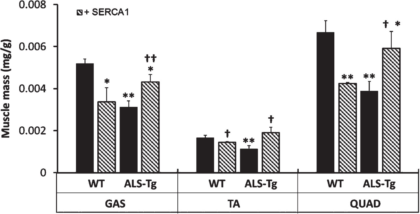 SERCA1 overexpression in skeletal muscle attenuates muscle atrophy in ALS-Tg mice. Muscle mass is shown as relative mass (mg/g body mass) for gastrocnemius (GAS), tibialis anterior (TA), and QUAD. Data shown are combined for male and female mice. *p < 0.05 vs. WT, **p < 0.01 vs. WT; †p < 0.05 or ††p < 0.01 vs. ALS-Tg. Values shown are mean±SEM.