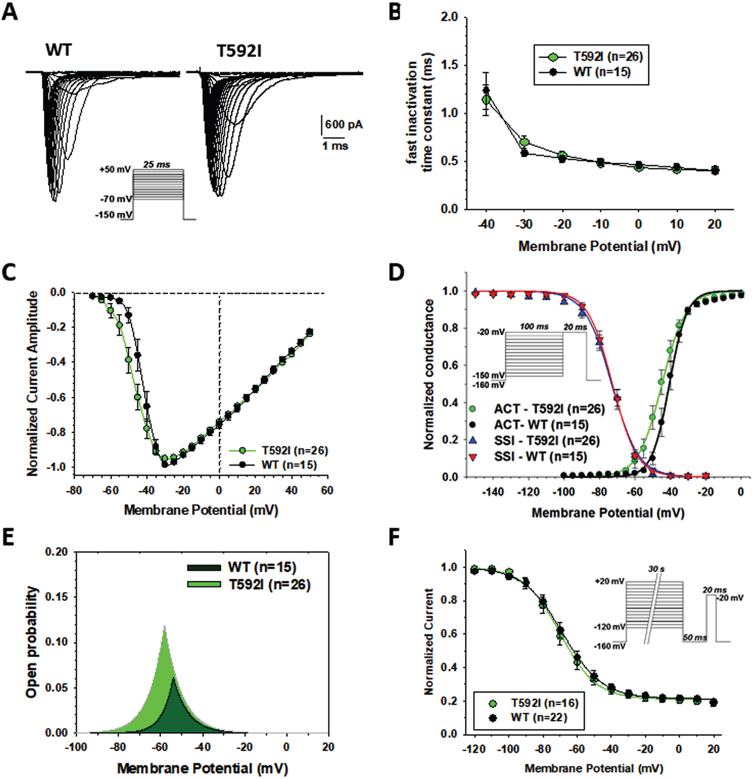Functional characterization of WT and T592I Nav1.4 channel variants expressed in HEK283T cells. (A) Representative sodium current traces for T592I and WT. Sodium currents were elicited according the protocol shown inset. Interval between each pulse was 10 s. (B) Time constants for sodium channel entry in fast inactivation calculated from current decay monoexponential fit. (C) Normalized current-voltage (I-V) relationships were drawn from the sodium current traces recorded as shown in A. (D) Voltage dependence of activation and fast inactivation. For activation, the conductance was calculated from I-V relationships using the equation gNa = INa/(V –ENa), where gNa is the sodium conductance, INa is the peak sodium current, V is the membrane voltage, and ENa is the electrochemical gradient at equilibrium for sodium ions calculated from Nernst equation (ENa = +68.4 mV). The relationships (in green and black) were fitted to the Boltzmann equation gNa/gNa,max = 1/{1 + exp.((V-aV50)/Ka)}, where aV50 is the half-maximum activation voltage and Ka is the slope factor. Voltage dependence of fast inactivation was studied using a two-pulse voltage clamp protocol shown inset. The relationships (in blue and red), showing the normalized peak current amplitude recorded during the second pulse versus the first pulse membrane potential, were fitted to the Boltzmann equation INa/INa,max = 1 / {1 + exp.((V-fV50)/Kf)}, where fV50 is the half-maximum inactivation voltage, and Kf is the slope factor. (E) Window current resulting from the overlap of activation and fast inactivation relationships. (F) The voltage dependence of slow inactivation was studied using a three-pulse voltage clamp protocol. The normalized peak current amplitude during the third pulse was plotted versus the membrane potential of the first pulse. The relationships were fitted to the Boltzmann equation INa/INa,max = IR + (1 - IR)/{1 + exp.((V-sV50)/Ks)}, where sV50 is the half-maximum inactivation voltage, Ks is the slope factor, and IR is the steady fraction of non-inactivating channels. Data points in the relationships are mean±SEM from n cells. The fit parameter values are given in Table 2.