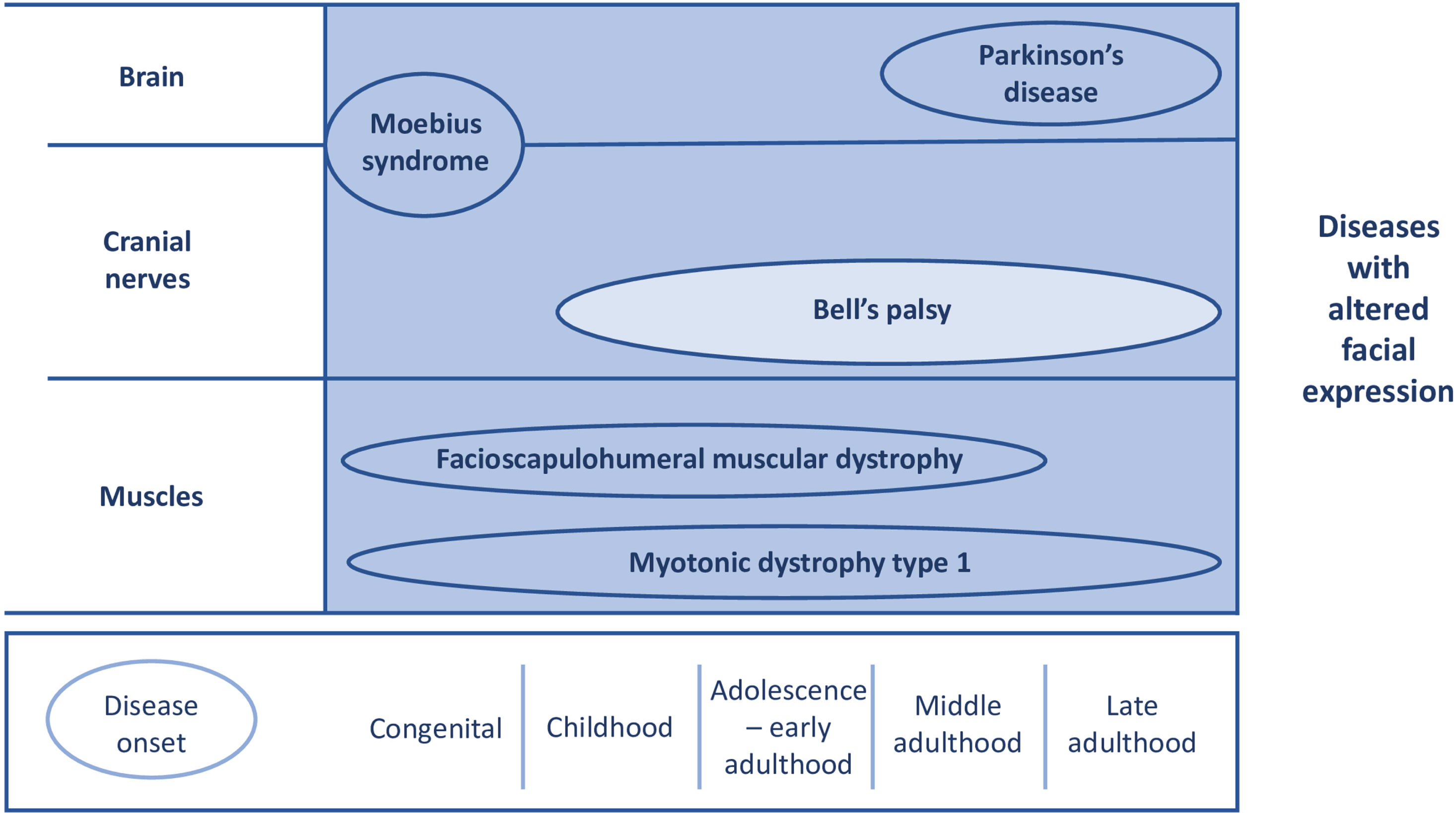 Overview for time of onset and origin of pathophysiology in the included diseases. X-axis: time of onset. Y-axis: anatomical localisation of pathophysiology.Disease progression: dark colour represents a gradual onset; light colour represents an acute onset.Bell’s palsy is an acute-onset unilateral lower motor neuron palsy, with idiopathic origin. Other symptoms that frequently occur are facial pain, altered facial sensations, dysgeusia, and hyperacusis [94].Facioscapulohumeral muscular dystrophy is a slowly progressive, inherited neuromuscular disorder. It is caused by a repeat contraction of D4Z4 macrosatellite array on chromosome 4. Facial weakness is one of the first disease symptoms. Other symptoms include muscle weakness of the lower limbs and trunk [2].Moebius syndrome is a congenital disease facial nerve palsy (uni- or bilateral) and abducens nerve palsy, which is caused by cranial nerve nuclei impairments [26]. It is a rare disease (estimated prevalence: 1/50,000) [95]. Studies suggest a higher risk of developing an autism spectrum disorder and cognitive impairment in patients with Moebius syndrome, although level of evidence is low [96].Myotonic dystrophy type 1 is a multisystem disorder, caused by an CTG triplet expansion in the DMPK gene. Cardinal symptoms are myotonia and muscle weakness in facial, trunk and distal limb muscles. Facial weakness leads to a specific facial appearance with tented upper lip. Other symptoms include cardiac conduction defects, respiratory insufficiency, and cataract [97].Parkinson’s disease is a progressive neurodegenerative disease, which is caused by dopamine depletion, due to loss of dopaminergic neurons in the substantia nigra. One of the symptoms is hypomimia (caused by bradykinesia). Other cardinal symptoms include postural instability, rigidity, and resting tremor [98].Adapted from ‘’Psychosocial functioning in patients with altered facial expression: a scoping review in five neurological diseases” by N.B. Rasing et al. 2023 [25].