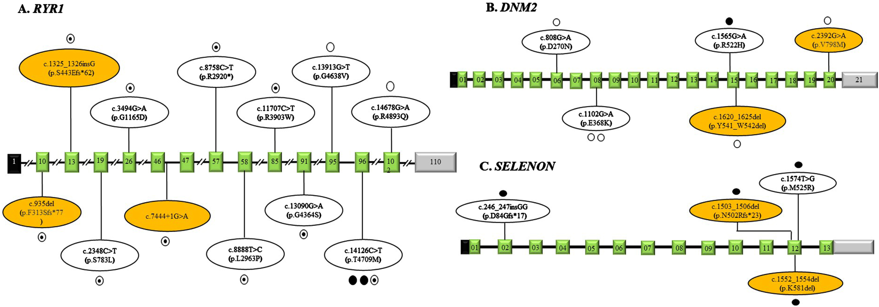 Schematic representation of the variations identified in our study in RYR1 gene (Panel A), DNM2 gene (Panel B) and SELENON gene (Panel C) with corresponding exons. The exons are represented as boxes with respective exonic numbers with non-coding regions shaded in black and grey at the ends. The novel variants are shaded in orange color. The filled dots represent homozygous variations, unfilled dots represent heterozygous variations, semi filled dot represent compound heterozygous variations and each dot represents number of variations.