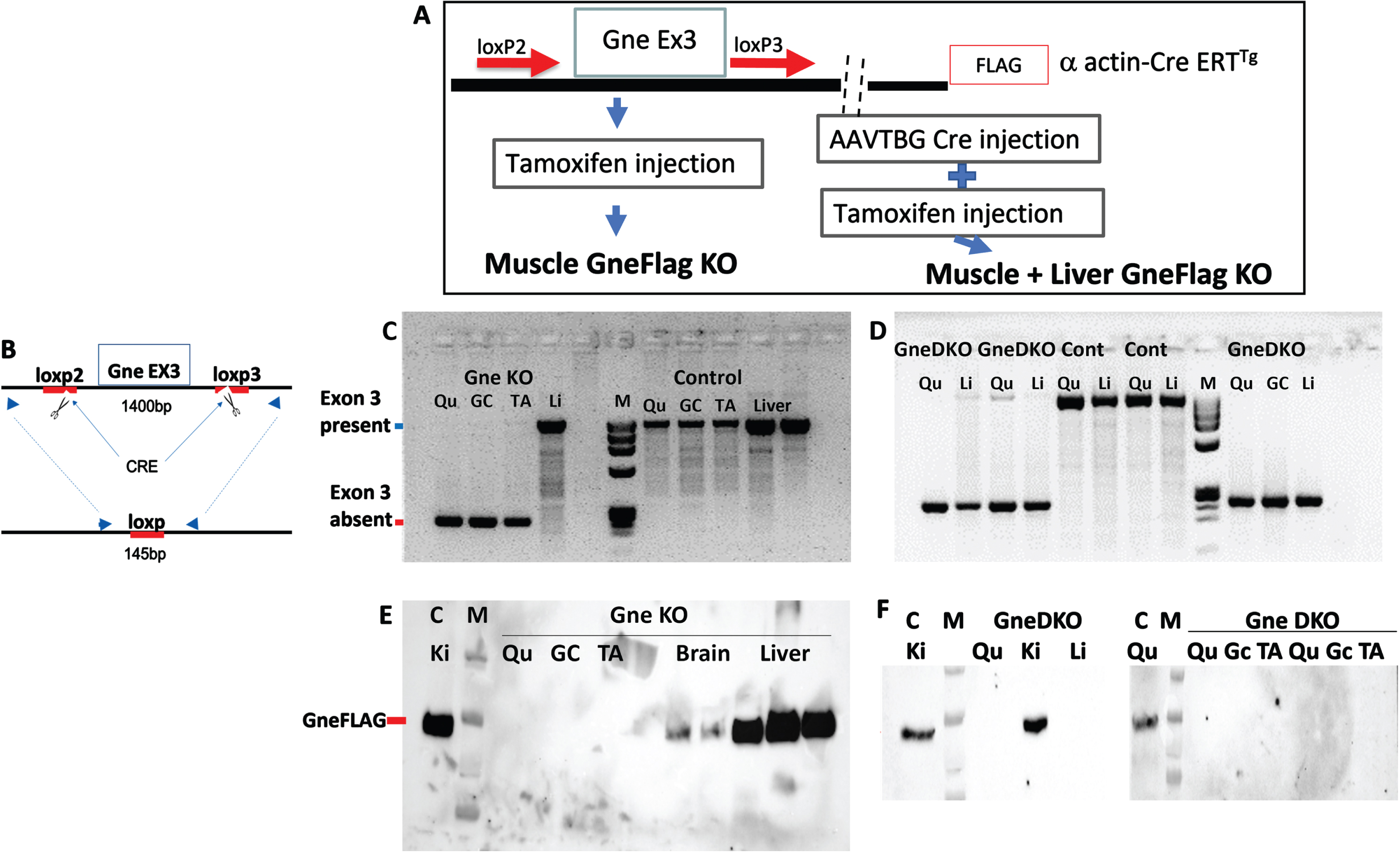 Generation of a double tissue GneKO mouse. A. Schematic representation of the design strategy to generate muscle GneKO and muscle+liver GneKO mice. B. Schematic representation of the PCR assay to assess GneKO status; blue arrows illustrate the primers location before and after excision of exon3 by Cre. C, D: PCR assessment of Gne exon3 KO in tissues of muscle specific GneKO (C)and muscle+liver GneKO (D), and controls (Cont) mice, 30 days after treatment. E, F: Western blot assessment with anti FLAG antibody of Gne protein KO in tissues of muscle specific GneKO (E), and muscle+liver GneKO (F) and control mice. Qu, quadriceps; Gc, gastrocnemius, TA, tibialis anterior; Li, liver; Ki, kidney; C, control. M, size marker.