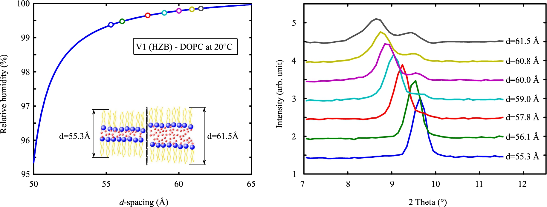 Bragg reflections from a DOPC lipid bilayer at 20°C (right). Calculated d-spacings of each measurement are shown on the left up to 99.9% RH. Above a d-spacing of 59 Å splitting occurs, which may indicate two domains in the sample.