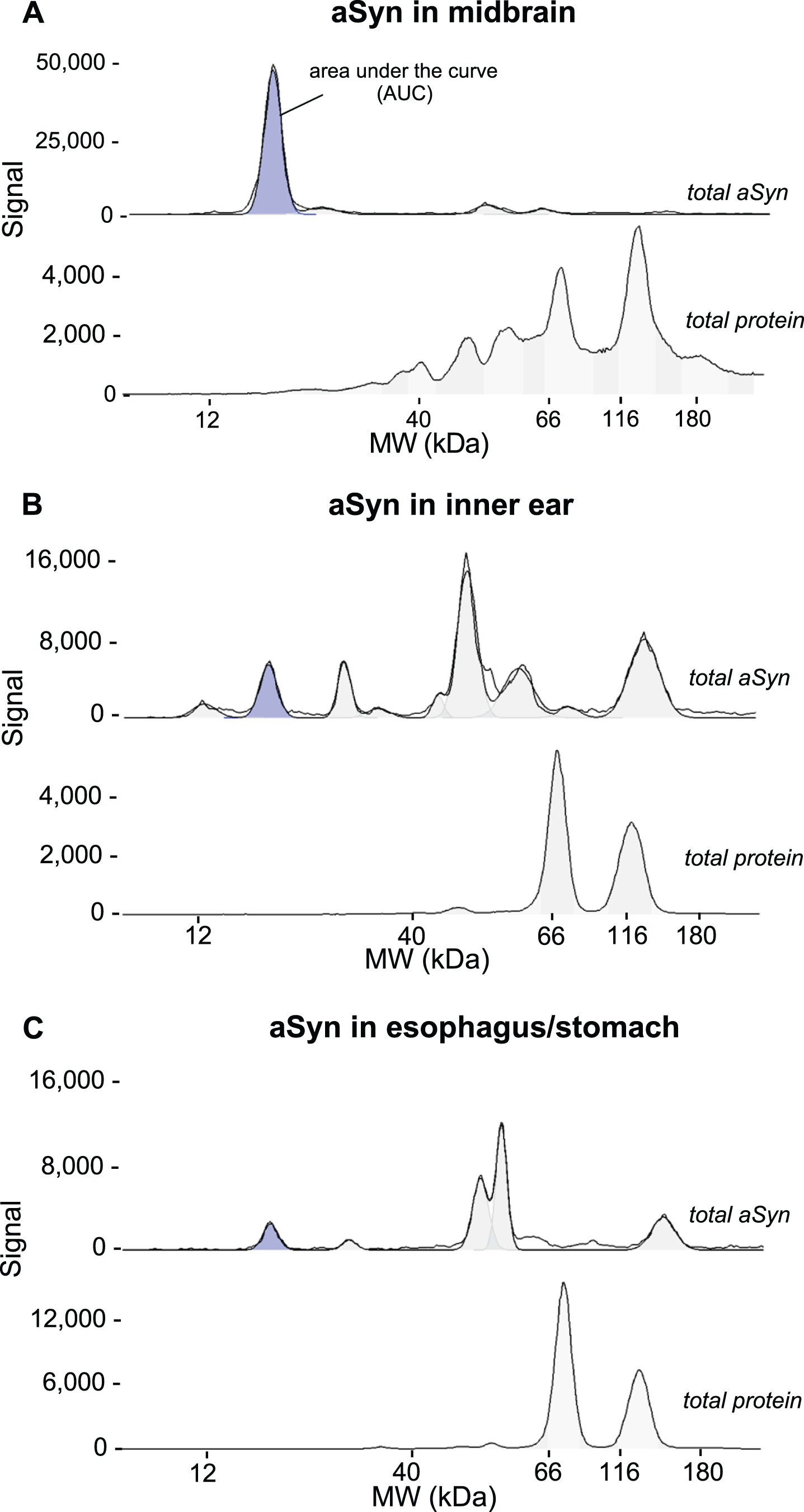 Detection of aSyn in tissue lysates through CE (Simple Western) immunoblot. Tissue lysates of five biological replicates of 18-month-old WT C57BL/6J mice were loaded in duplicates and separated by CE. The protein concentration used for midbrain lysates was 0.2 mg/ml (A), for inner ear 0.8 mg/ml (B) and for esophagus/stomach lysates 0.4 mg/ml (C). Immunodetection of aSyn was performed with an anti-total aSyn antibody in a dilution of 0.025 mg/ml (1 : 40) and an HRP-conjugated secondary antibody. The total protein signal was detected using a total protein detection kit and HRP conjugated streptavidin and quantified by automated chemiluminescent signal measurements using the Compass for Simple Western software of the area under the curve (AUC). The aSyn detection signal is depicted in blue within the electropherograms at 21 kDa. The black lines represent both the selected electropherogram curve and a curve representing the adaptation to the fitted peaks. A single electropherogram curve was chosen to illustrate the total protein signal (A,B,C).