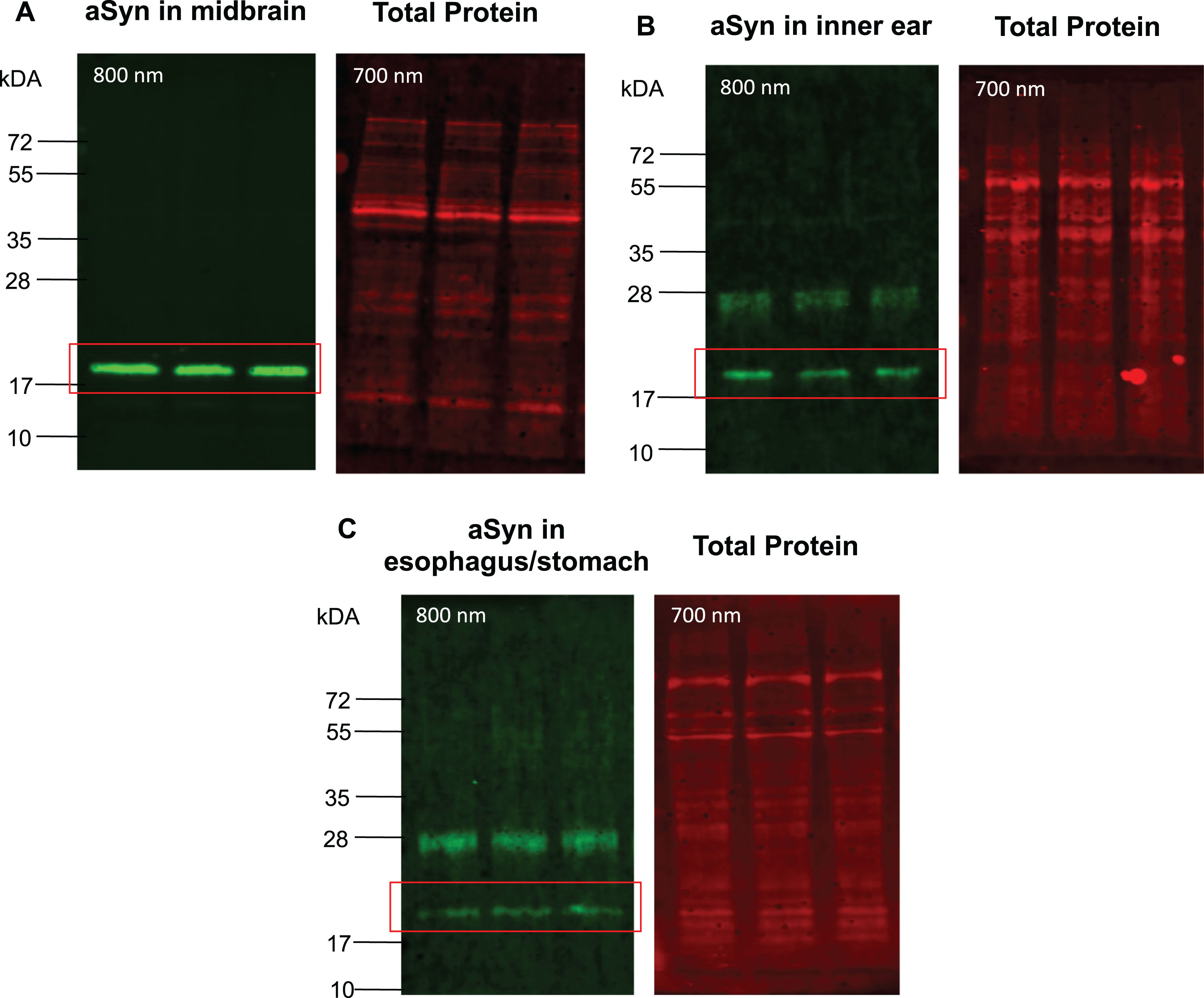 Detection of aSyn in tissue lysates through SDS-PAGE immunoblot. Tissue lysates of five 15-month-old WT mice were subjected to SDS-PAGE. 20μg of protein lysates from midbrain (A), inner ear (B), and esophagus/stomach tissues (C) were loaded in triplicates and separated in the same polyacrylamide gel. The n4 runs were selected for each tissue for representation of the membrane. After transfer, membranes were stained in Total Protein Stain solution and then fixed with 4% PFA for 1 h at RT before incubation with anti-total aSyn antibody solution, followed by incubation with the IRDye-conjugated secondary anti-mouse antibody. The fluorescent immunodetection of the aSyn signal was performed at 800 nm, the total protein signal at 700 nm on the same membrane using Odyssey CLx (Li-Cor).