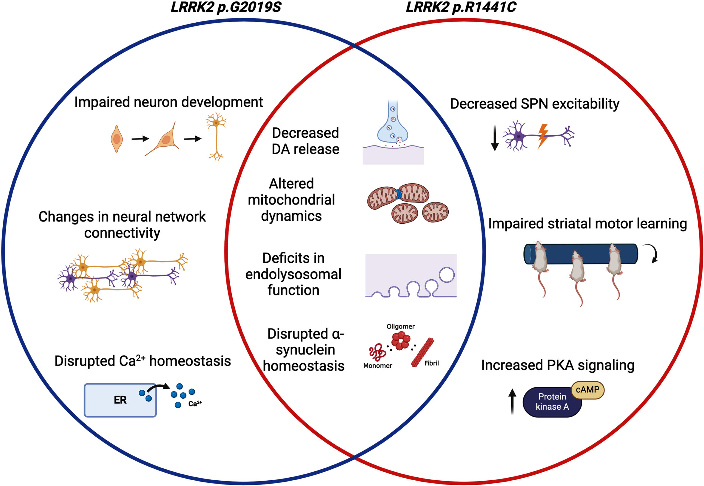 The effects of PD-linked LRRK2 mutations in neurons. The presence of either LRRK2 p.G2019S, or LRRK2 p.R1441C in neurons has been linked to decreased dopamine release, altered mitochondrial dynamics, deficits in endolysosomal function and trafficking, and disrupted α-synuclein homeostasis. LRRK2 p.R1441C, but not LRRK2 p.G2019S, in neurons has been linked to decreased spiny projection neuron excitability, impaired motor learning, and increased PKA signaling. LRRK2 p.G2019S in neurons has been linked to impaired neuron development, changes in neural networks connectivity, and calcium homeostasis, but this has yet to be explored in LRRK2 p.R1441C neurons. Created with biorender.com [66].