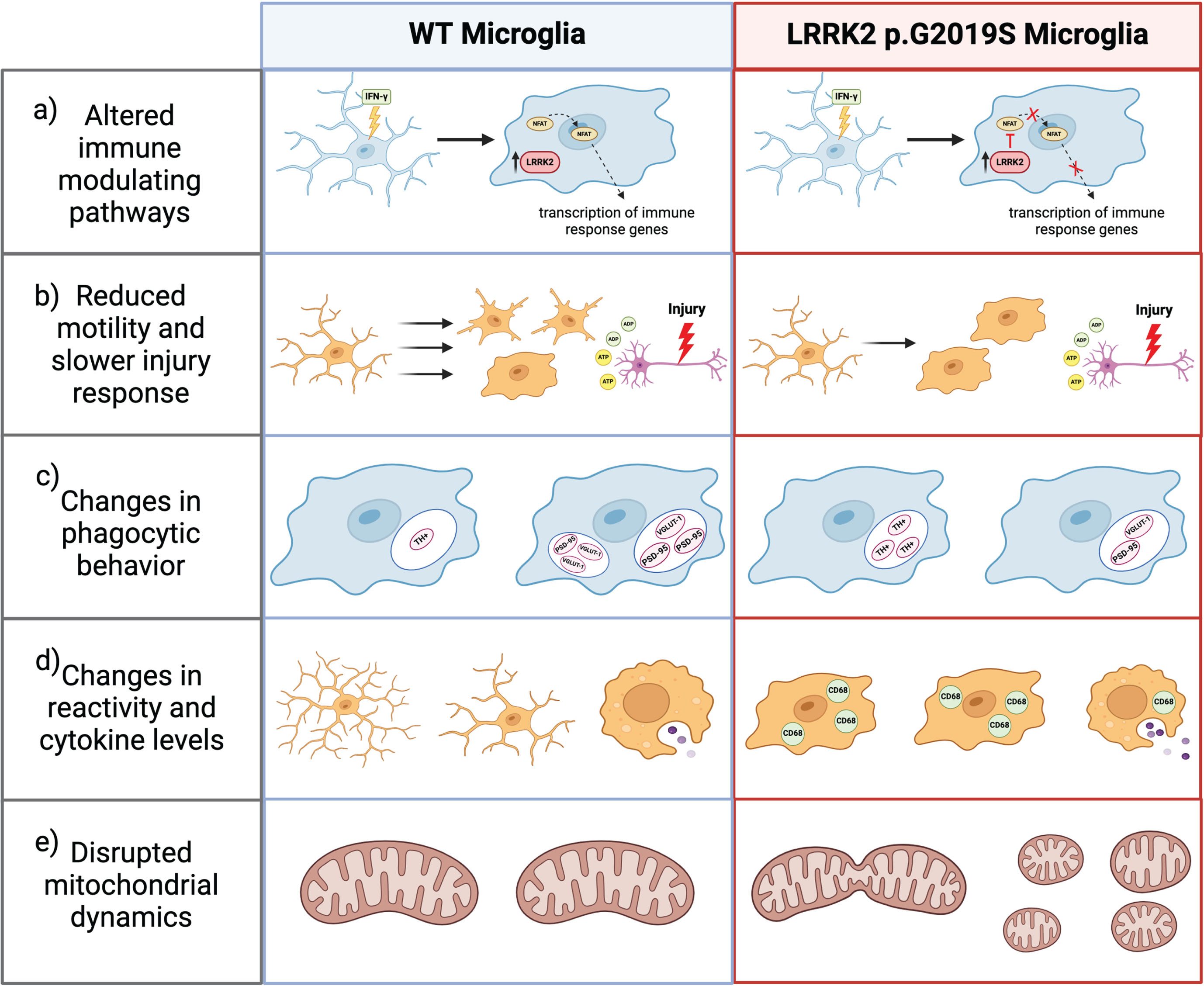 The effects of PD-linked LRRK2 mutations in microglia. The presence of LRRK2 p.G2019S in microglia a) inhibits NFAT nuclear localization in response to interferon-γ altering immune response, b) worsens microglial speed and capacity to respond to injury, c) alters phagocytic behavior such that more DA terminals and fewer excitatory synapses are phagocytosed, d) increases microglial activation and CD68 cytokine levels, and e) increases mitochondrial fission. Created with biorender.com [66].