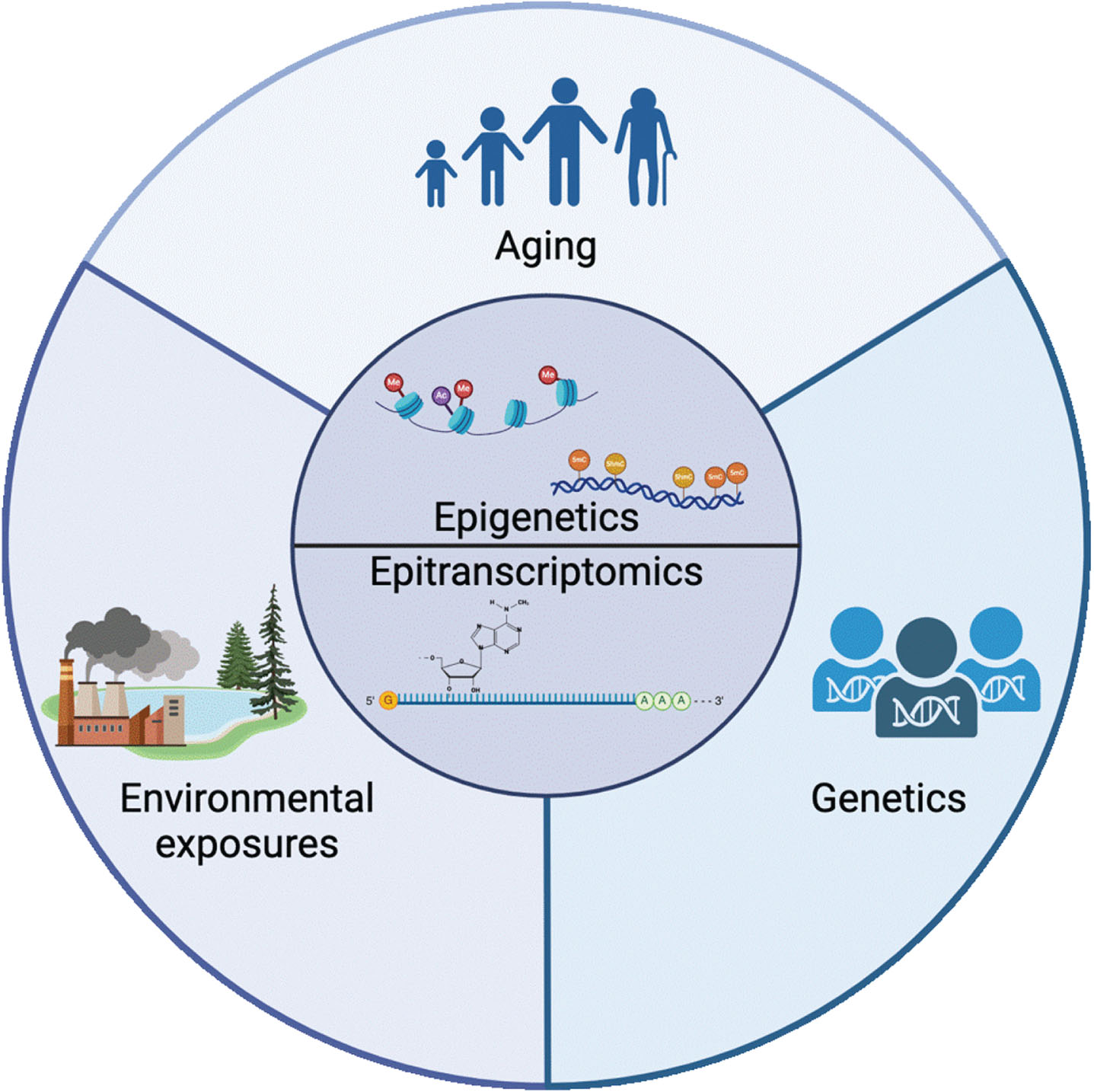 Epigenetics and epitranscriptomics sit at the intersection of the 3 major classes of risk factors for PD: aging, environmental exposure, and genetics. The mechanisms involved in regulating the epigenome and epitranscriptome are mediators of the complex relationship between aging, the environment, and disease. Created with BioRender.com.