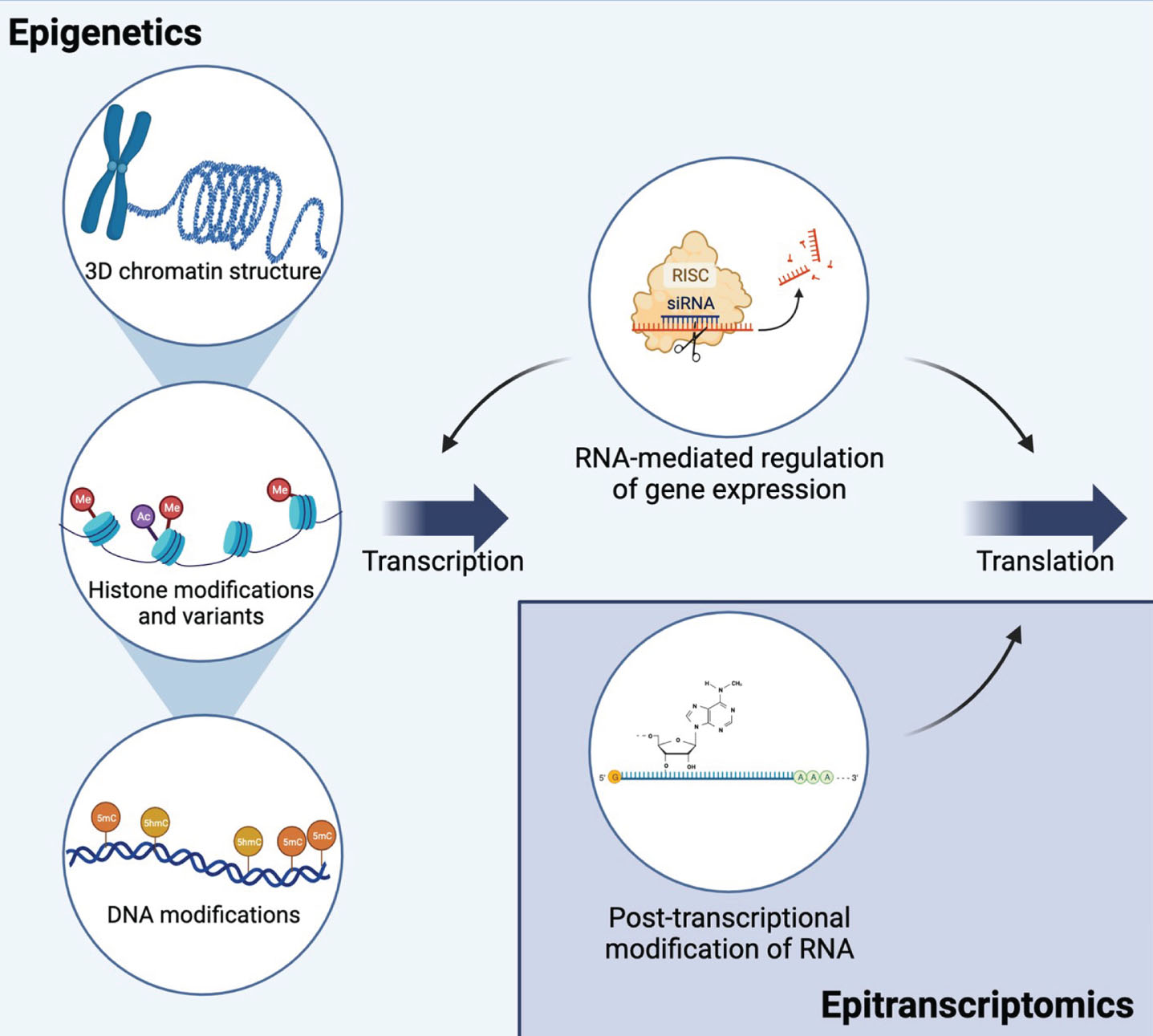 Epigenetic and epitranscriptomic mechanisms interact to regulate gene expression and translation. Epigenetic mechanisms include mechanisms at the DNA level that regulate transcription: 3D chromatin structure, histone modifications and variants, and DNA modifications. Multiple types of non-coding RNAs regulate both transcription and translation. RNA interference is shown as an example of RNA-mediated gene silencing. Epitranscriptomic mechanisms include multiple types of RNA modifications on all types of RNA. The most common mRNA modification, N6-methyladenosine (m6A), is shown as an example. Together, these mechanisms allow for dynamic regulation of transcription and translation and are influenced by environmental exposures. Created with BioRender.com.