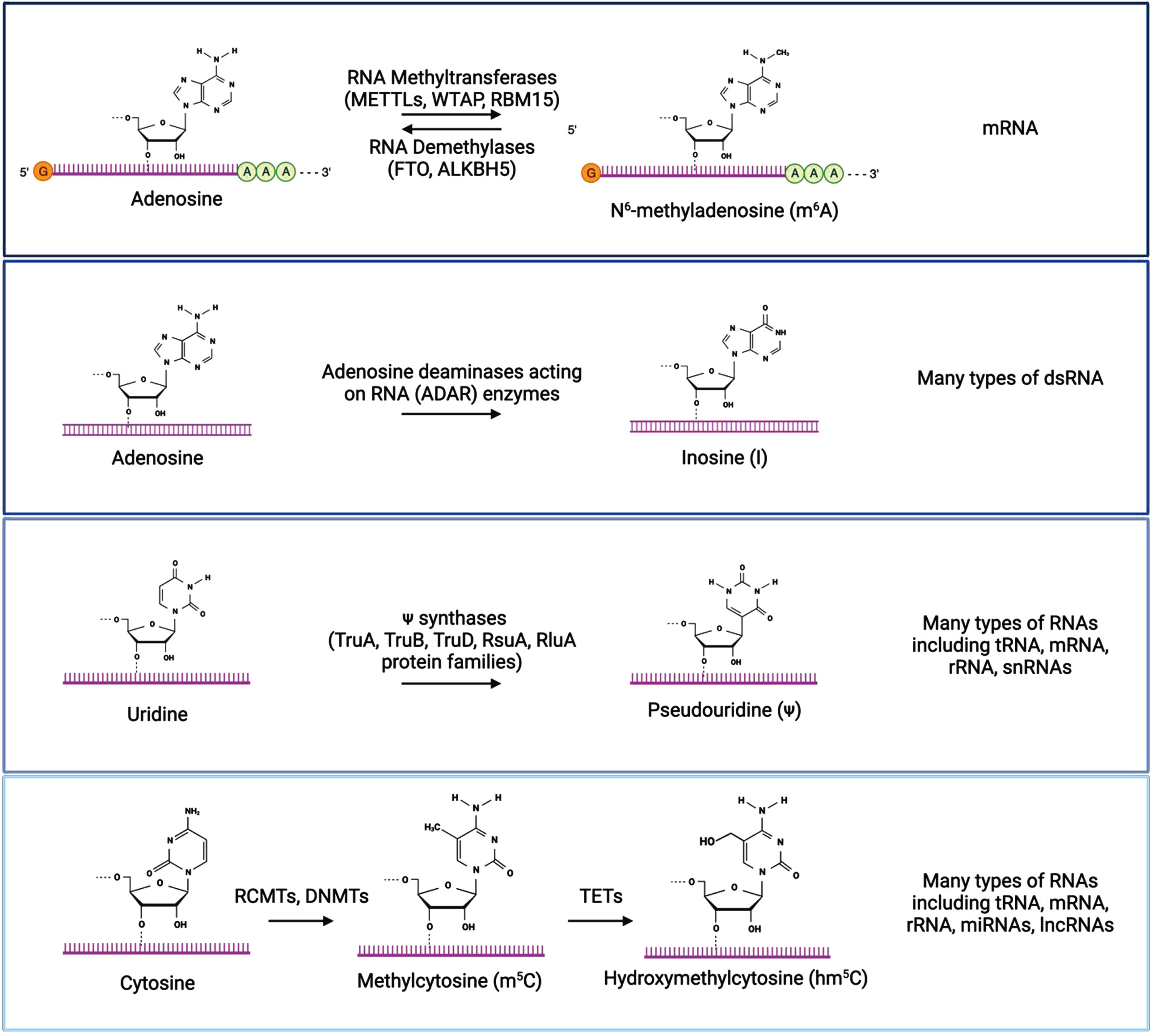 The most well characterized RNA modifications are m6A, inosine, pseudouridine, and cytosine methylation/hydroxymethylation. Chemical structures of modified and unmodified bases are show, along with enzymes that mediate these modifications and the types of RNA molecules where each modification is typically found. Created with BioRender.com.