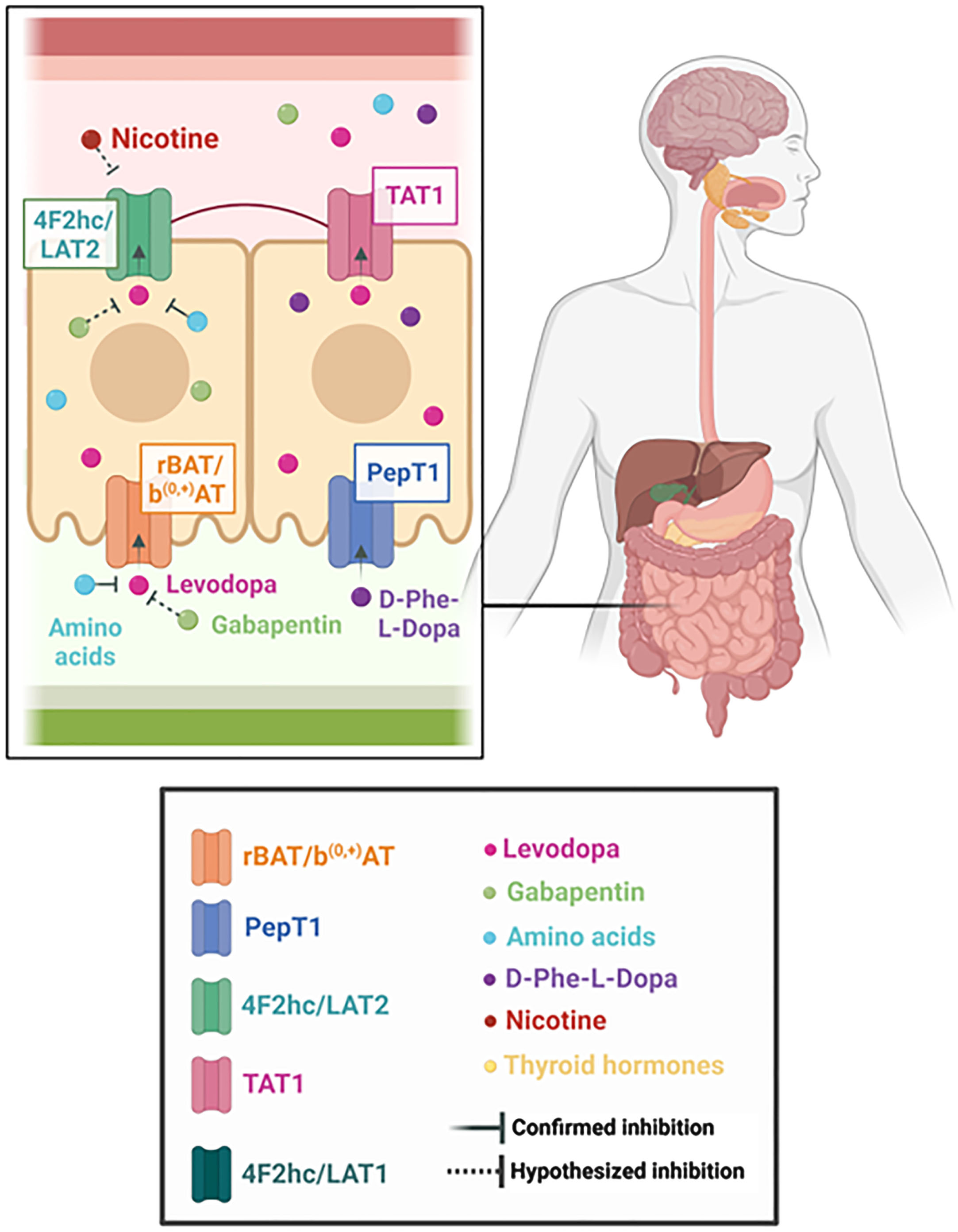 Overview on the molecular pathway of levodopa in the small intestine.