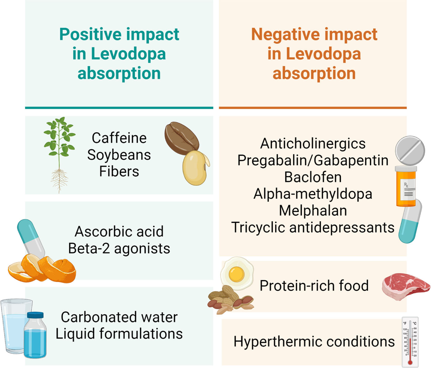 Elements that have a possible interference with Levodopa absorption.