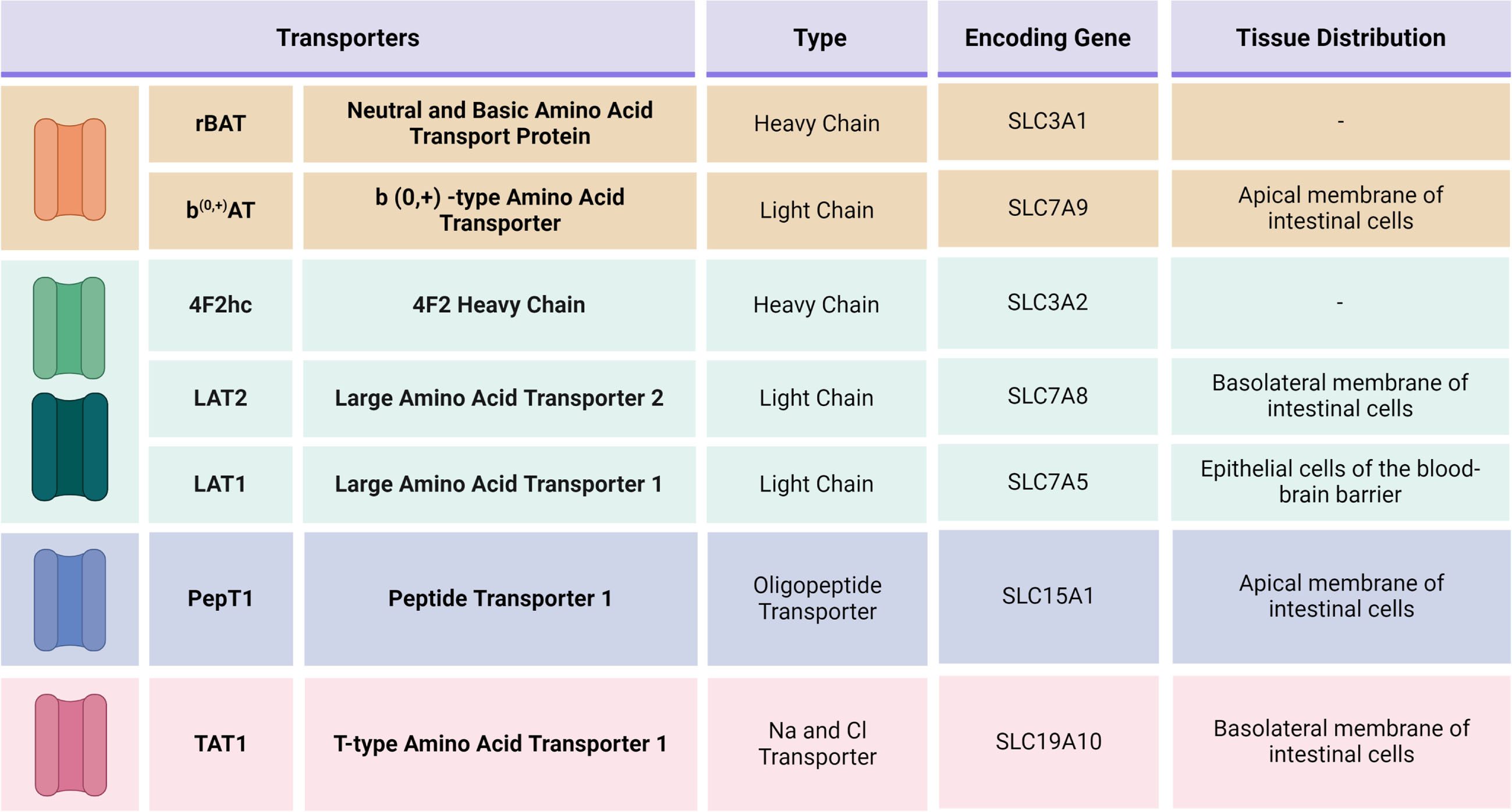 Main transporters involved in Levodopa absorption and their genetic characteristics.