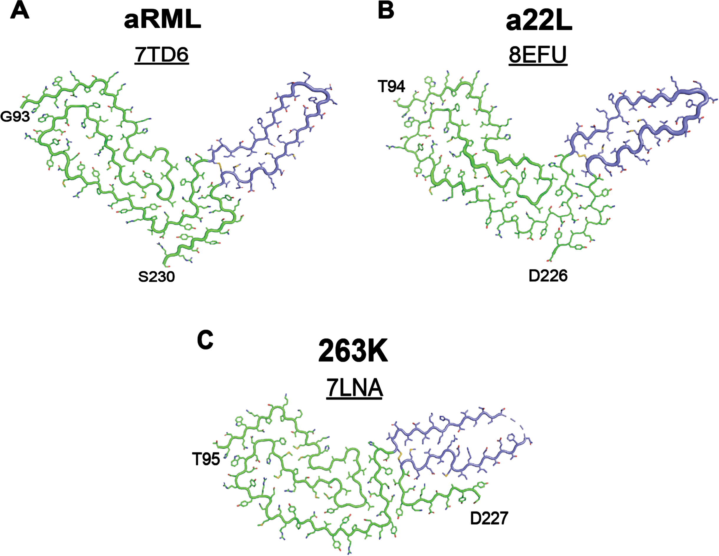 
Small changes in protein structure underly distinct strain properties. Cryo-EM structures of rodent-adapted and lab cloned scrapie strains show a conserved N-terminal sequence in (A) aRML (PDB ID: 7TD6), (B) a22L (PDB ID: 8EFU), and (C) 263K (PDB ID: 7LNA) prion strains. Variation is largely restricted to the C-terminal disulfide arches, highlighted in periwinkle. aRML and a22L were isolated from mouse brain homogenates3, 4 and 263K was isolated from hamster brain homogenates.5
