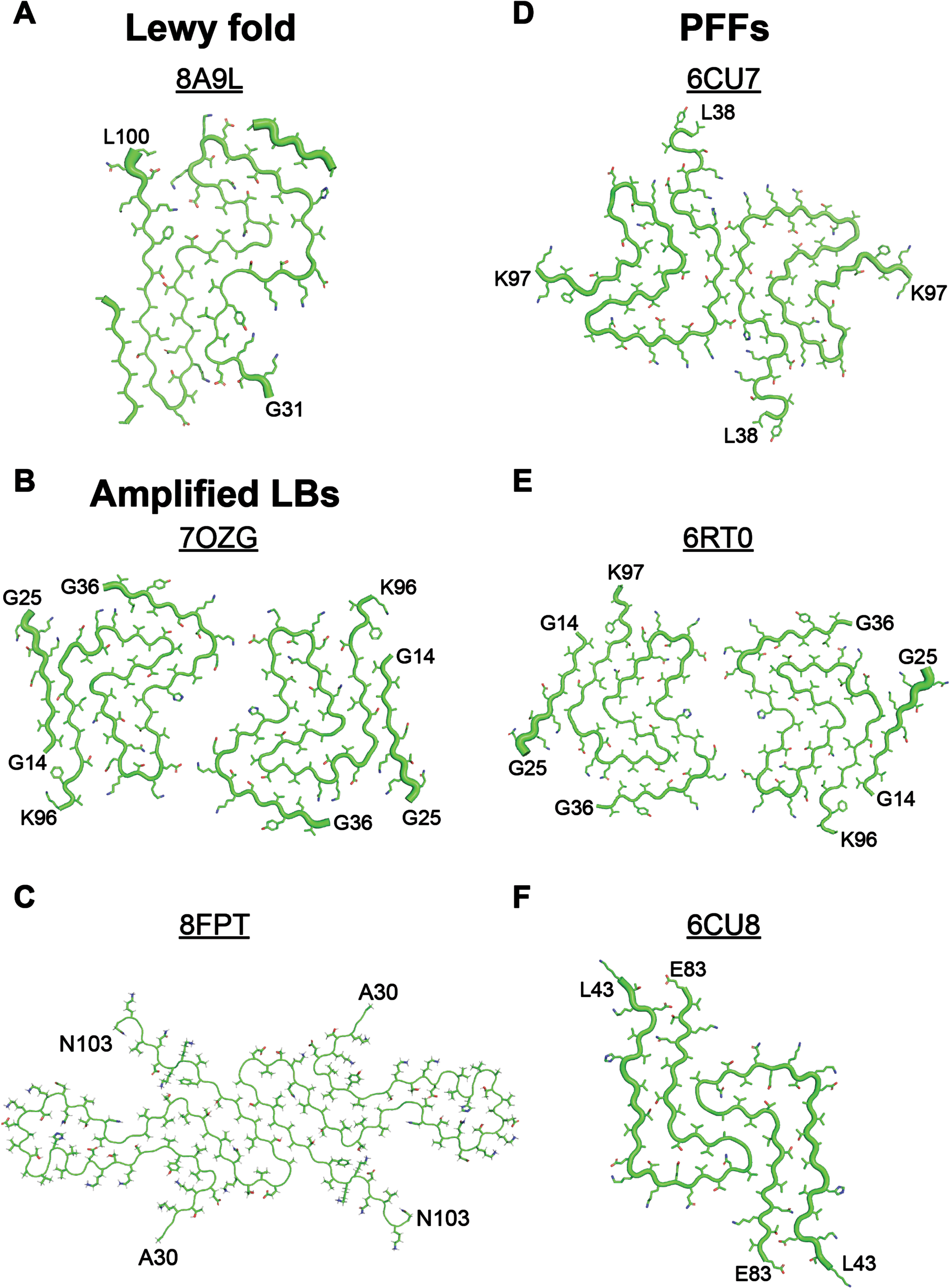 
PFFs do not adopt the same α-synuclein conformation that is present in Lewy bodies. A) The cryo-EM structure of α-synuclein fibrils isolated from patients with Lewy body (LB) diseases (PDB ID: 8A9L, published in8) differs substantially from the cryo-EM structures of fibrils generated either (B, C) by seeding monomeric α-synuclein with LB diseases or (D-F) by spontaneous fibrilization of monomeric protein. B, C) Using RT-QuIC methods to amplify α-synuclein in LB disease patients has not resulted in faithful replication of the Lewy fold seen in (A). B) PDB ID: 7OZG published in.16 C) PDB ID: 8FPT published in 15. D-F) Spontaneous fibrilization of monomeric α-synuclein does not recapitulate the Lewy fold, though some PFF structures show similarity to the amplified LB fibrils (compare B and E). D) PDB ID: 6CU7 published in37. E) PDB ID: 6RT0 published in.38 F) PDB ID: 6CU8 published in37.