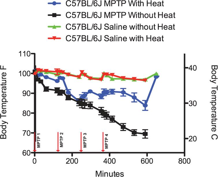 Effect of MPTP on Core Temperature in C57BL/6J mice. In C57BL/6J mice administered acute MPTP-HCl (4×20 mg/kg, each injection spaced 2 hours apart) without heat support (black lines), there is a rapid hypothermic effect that is progressive throughout the entire measurement period of 600 minutes. When heat support is provided, MPTP is still hypothermic, although the effect is significantly modified (blue lines). Administration of saline with supplemental heat (red) or without supplemental heat (green) has no effect on the core temperature of C57BL/6J mice.