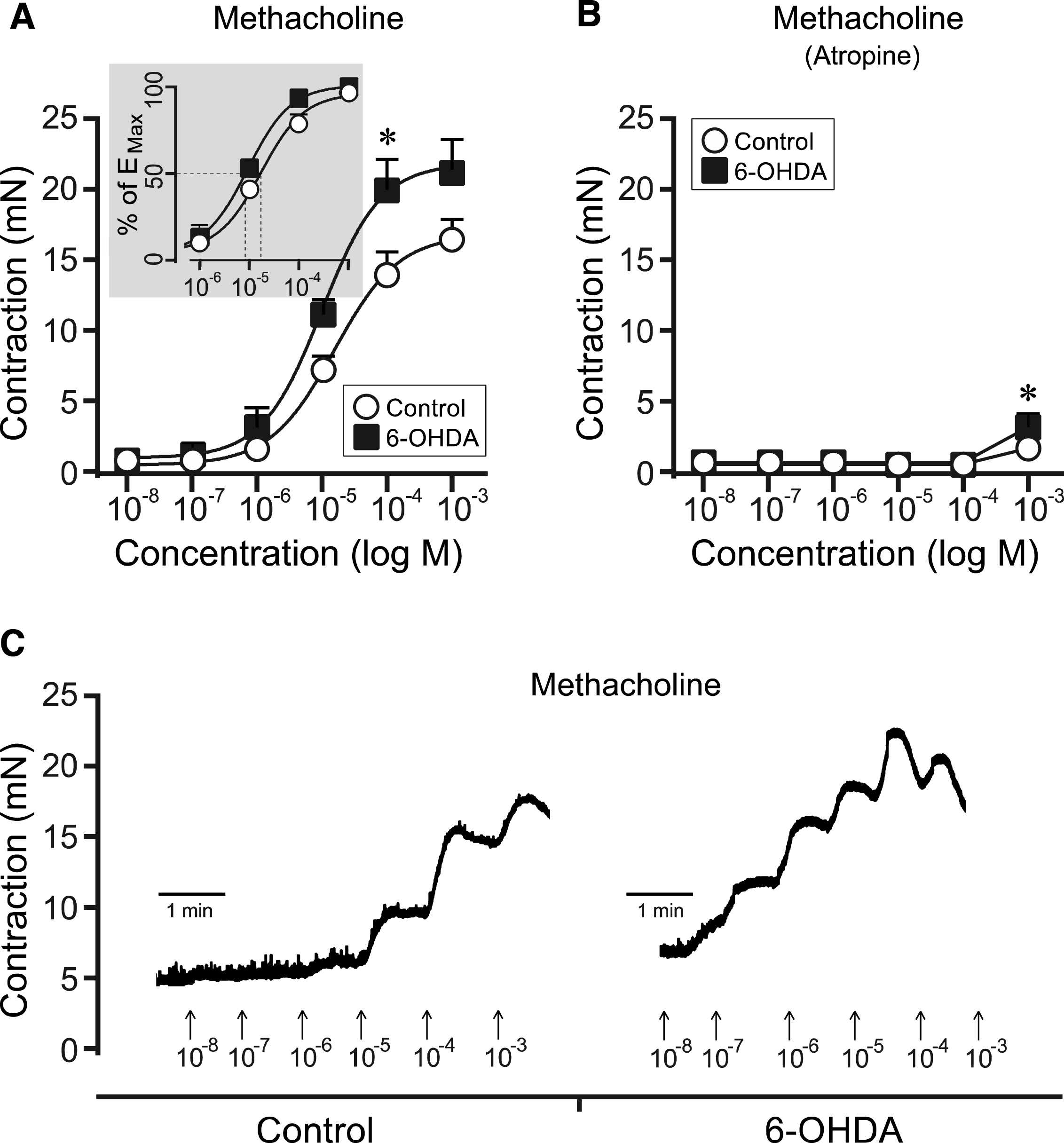 Methacholine-induced responses in bladder strips from controls and 6-OHDA-lesioned rats. Following cumulative administration of methacholine the bladder strips from the 6-OHDA-lesioned rats (n = 10) showed an overall significantly increased contractile response as compared to controls (n = 27; A). This response could specifically be observed at a concentration of 10 −
4 M (A, C). The EC50 showed also a significant left-shift in the 6-OHDA group as compared to controls (Insert, Panel A) Further, in the presence of atropine (10 −
6 M) the methacholine response was almost completely blocked (B). Significance was nevertheless still observed at the highest dose administered (10 −
3 M).  * = significantly different from control. [Two-way repeated ANOVAs; (A) interaction: F(5, 175) = 2.71, p = 0.022, Group: F(1, 35) = 5.24, p = 0.028; (B) interaction: F(5, 175) = 3.93, p = 0.0021, Group: F(1, 35) = 5.79, p = 0.022; All ANOVAS are followed by a Bonferroni multiple comparison test].