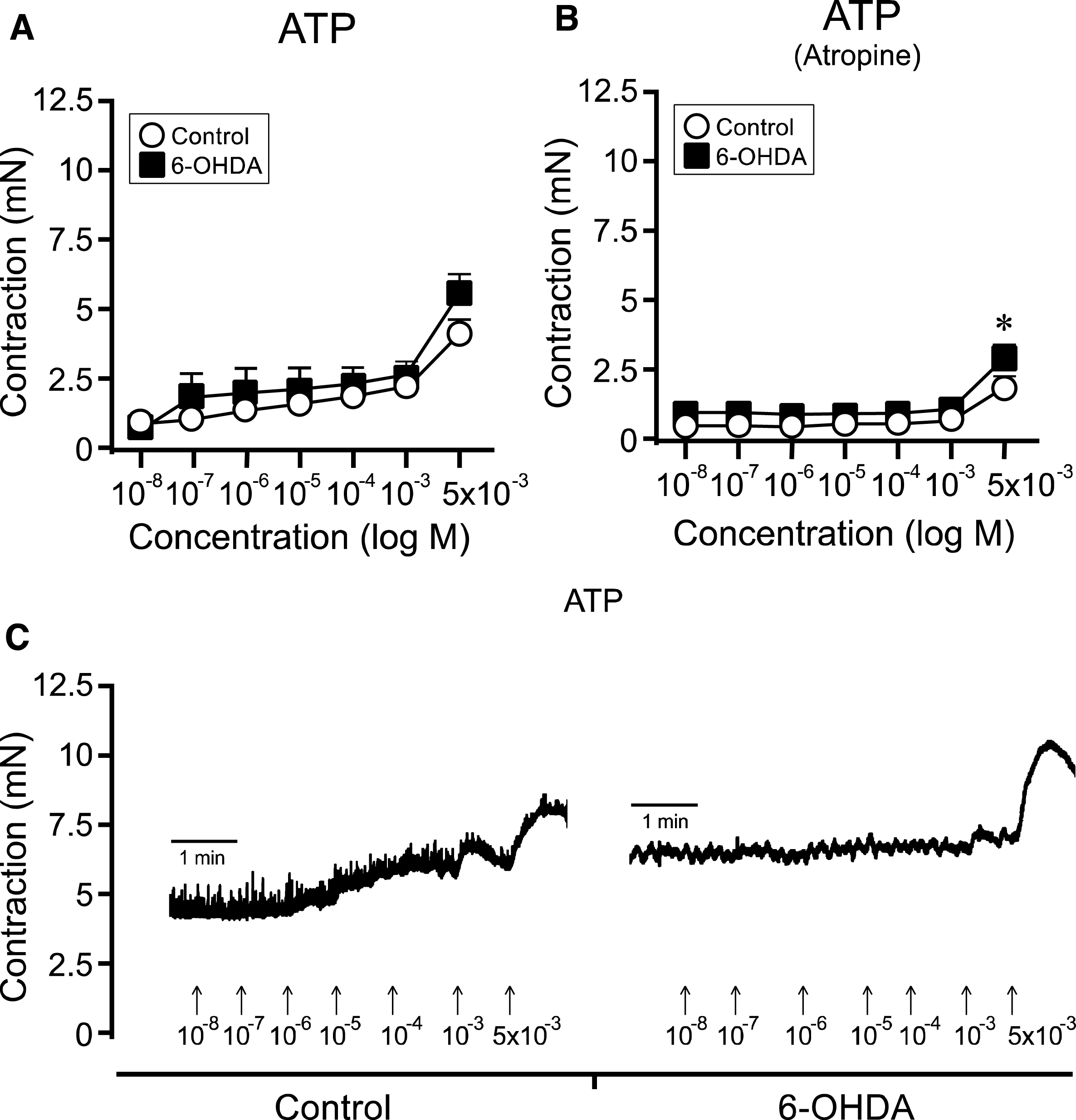 ATP-induced bladder responses in bladder strips from controls and 6-OHDA-lesioned rats. Cumulative administration of ATP showed a trend to yield an overall higher contraction in the 6-OHDA-lesioned rats (n = 10) as compared to controls (n = 27; A). This was evident in particular at the highest concentration (5×10 −
3 M; A, C). A significant difference was observed following atropine administration, where a higher response was shown in the bladder strips from the 6-OHDA-lesioned animals (n = 10) as compared to control animals (n = 26; B).  * = significantly different from control group. [Two-way repeated ANOVAs; (A) interaction: F(6, 210) = 1.69, p = 0.12, (B) interaction: F(6, 204) = 1.85, p = 0.092, Group: F(1, 34) = 8.40, p = 0.0065; All ANOVAS are followed by a Bonferroni multiple comparison test].
