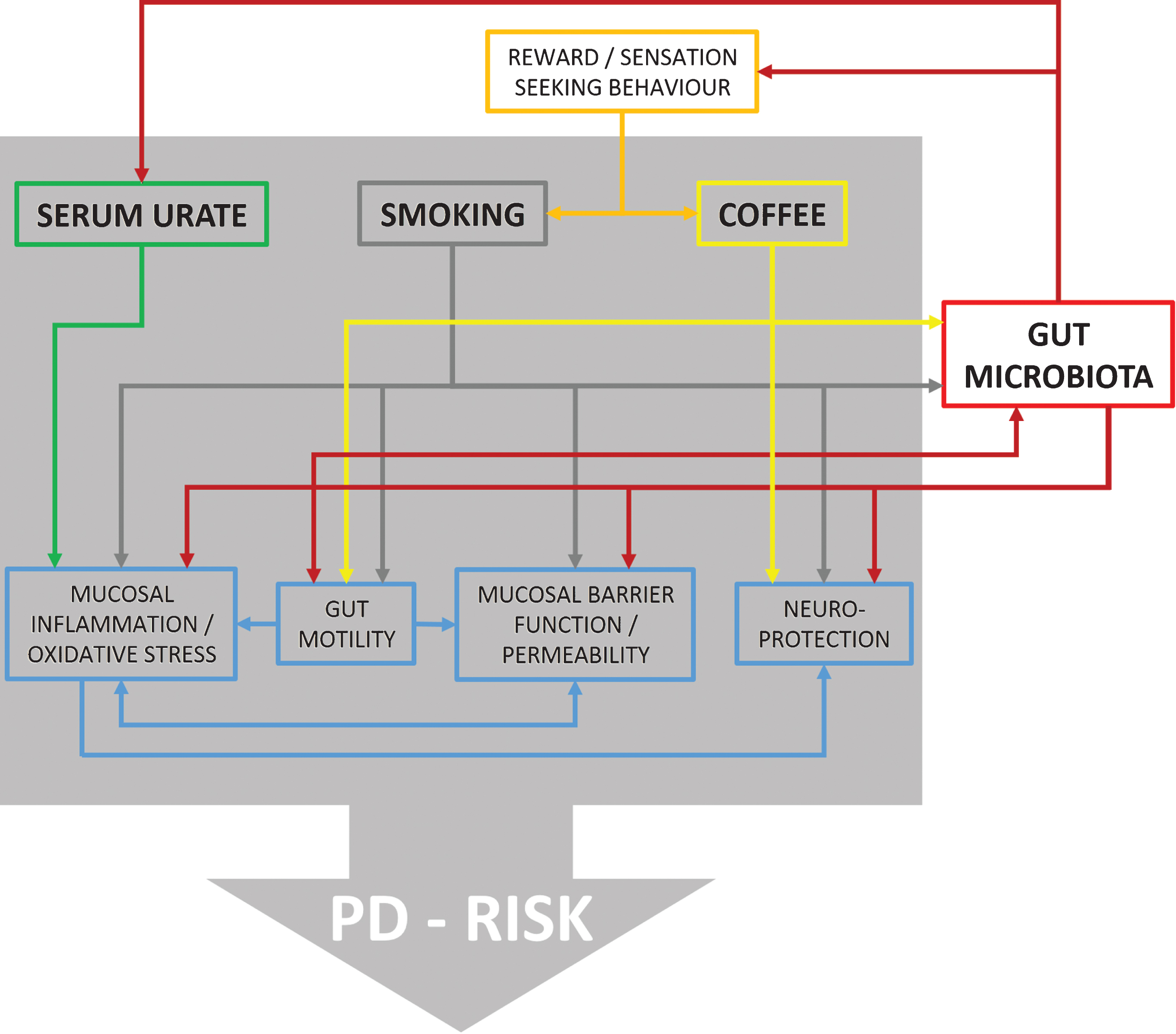 Flow chart illustrating reported effects between urate, smoking, coffee, and different physiological domains with possible relevance for PD risk. Furthermore, it is shown which of these factors are also related to changes in gut microbiota providing ground for interactions. However, at present direct evidence for such interactions is missing and information is derived from in vitro as well as in vivo studies on humans and animal models.