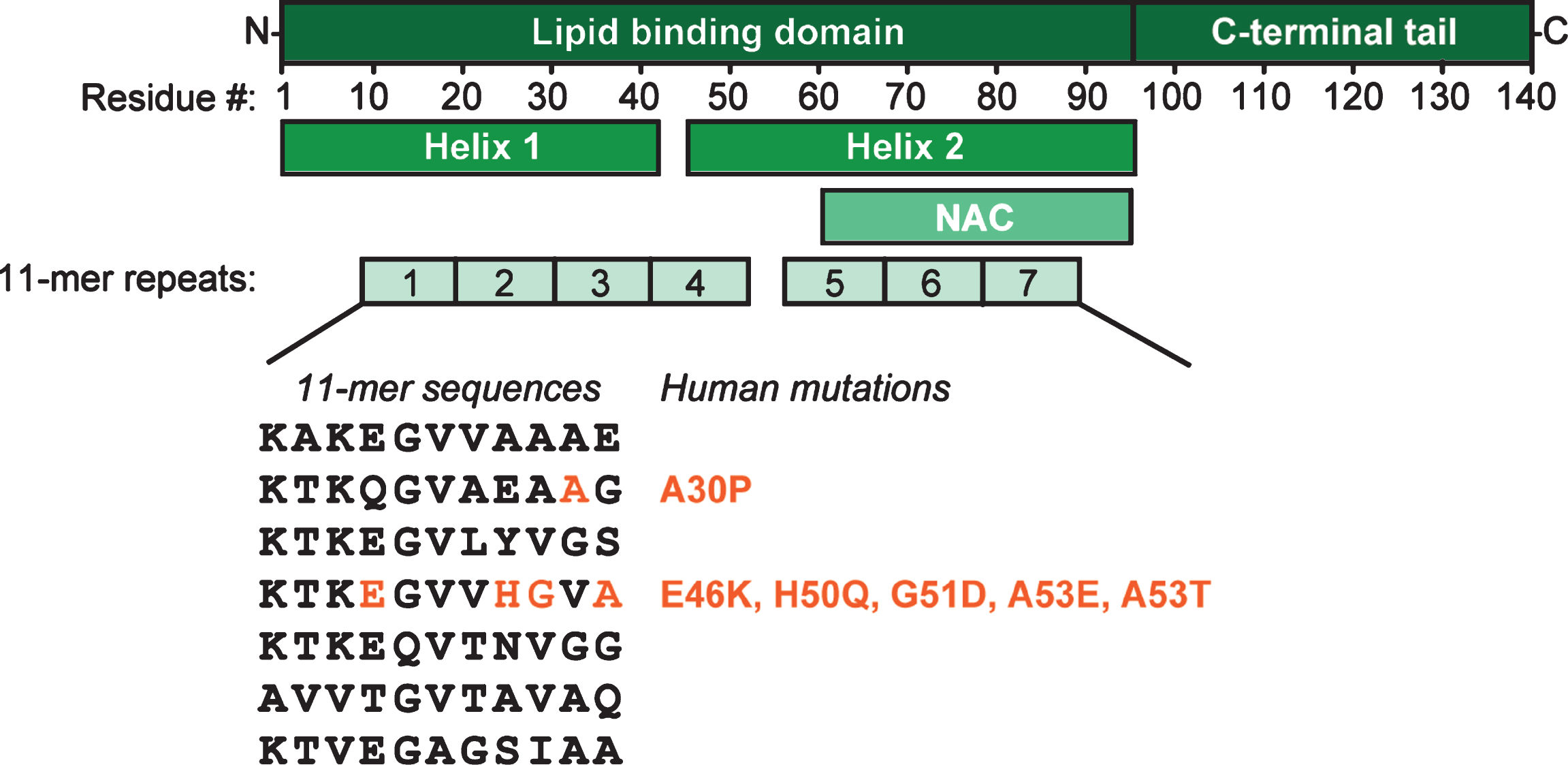 
α-Synuclein domain structure. Upon binding to lipid membranes, the N-terminal domain of α-synuclein folds into two amphipathic helices; the C-terminal tail of α-synuclein does not contribute to membrane binding. The lipid binding domain can be divided into seven highly conserved 11-mer sequences. Helix 2 contains the aggregation-prone NAC-domain. All disease-linked mutations of α-synuclein are located in the second and fourth 11-mer stretch.