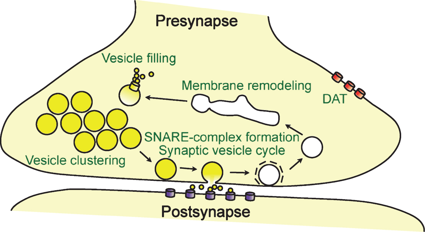 Function of α-synuclein at the synapse. Shown are the synaptic processes that α-synuclein has been reported to affect, including membrane remodeling, modulation of the dopamine transporter DAT and vesicular monoamine transporter VMAT2, clustering of synaptic vesicles and maintaining synaptic vesicle pools, promoting SNARE-complex assembly, and modulating the release cycle of synaptic vesicles.