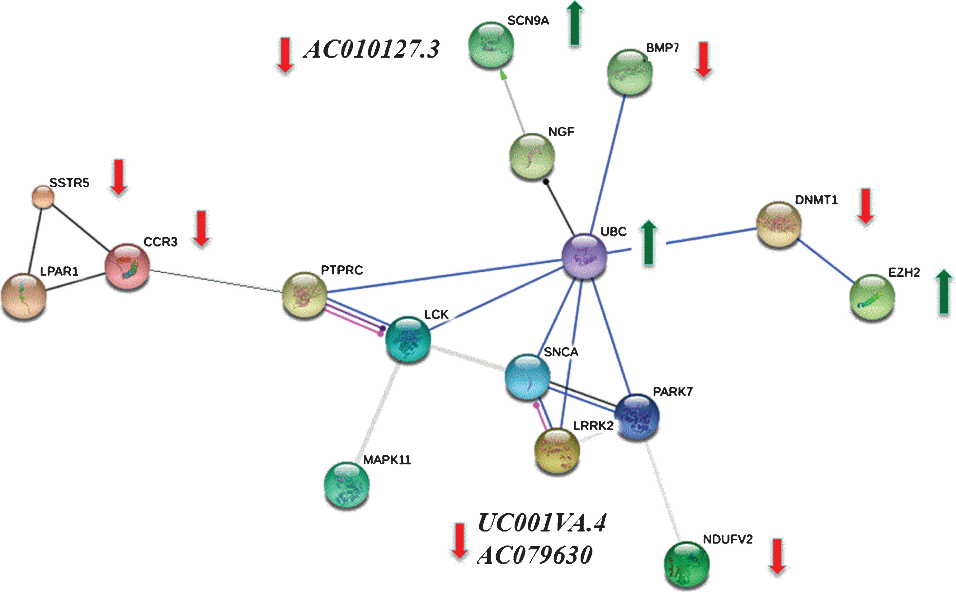 Protein-protein interaction (PPI) network was constructed from differentially expressed genes (DEGs) validated by quantitative real-time PCR. We mapped 201 DEGs to the STRING database (the hub protein was selected according to the node degree) and screened significant interactions with a score >0.7. Because of the close relationship between DEGs and known PD genes PARK7, LRRK2 and SNCA, these genes were added to the module to form a more complete network. Green arrows indicate up-regulated and red bars indicate down-regulated genes between PD patients and controls that were validated by quantitative real time PCR. AC010127.3 is an antisense RNA to SCN9a and UC001lva.4 and AC079630 are two lncRNAs on the LRRK2 gene that are all significantly down-regulated in CSF samples of PD patients as compared to controls. There is no significant difference in the expression of the other genes as measured by qRT-PCR.