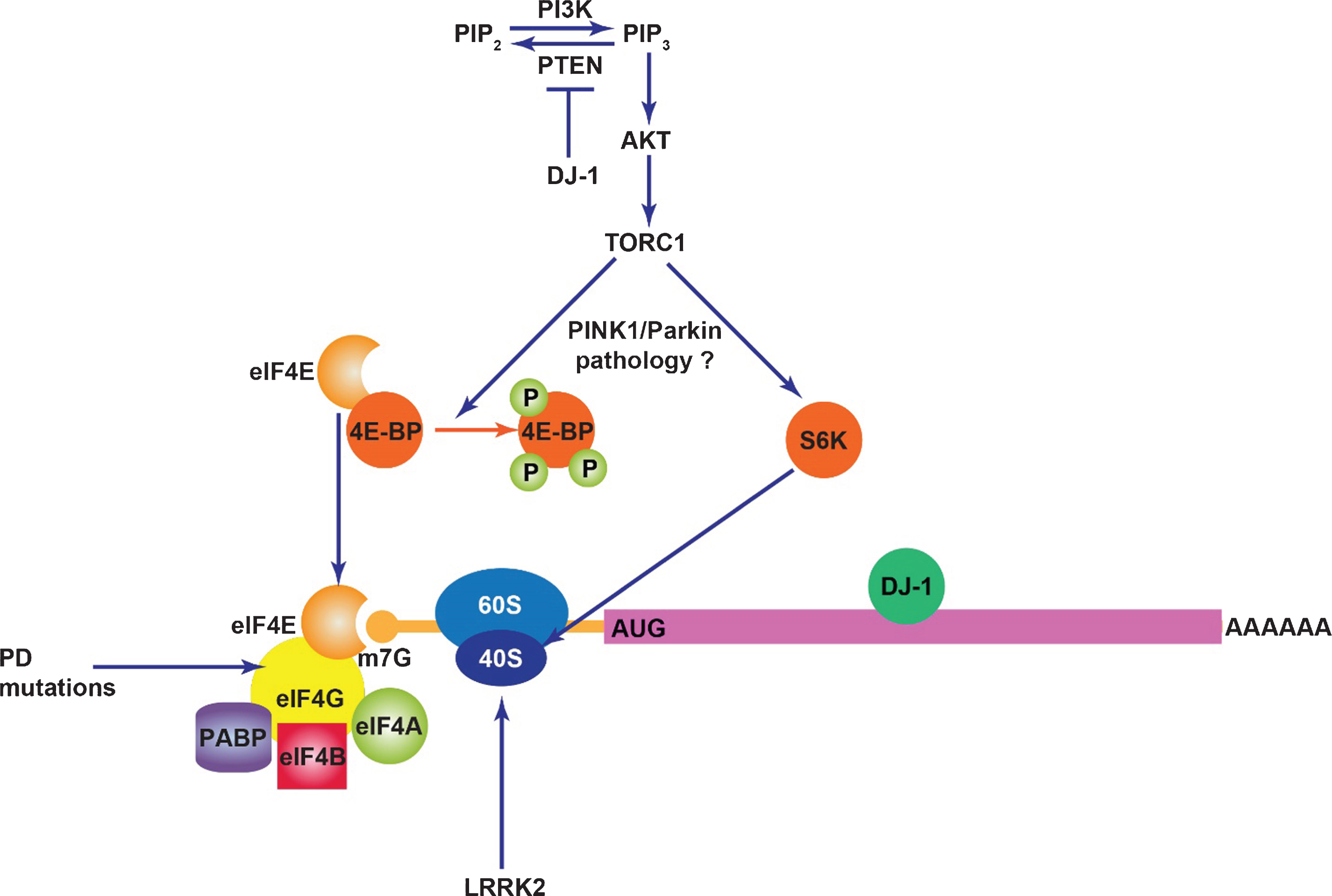 The impact of PD proteins on mRNA translation. DJ-1 inhibits PTEN, a negative regulator of PI3K/Akt signaling and also binds to certain mRNA transcripts in a manner that inhibits their translation. TORC1 activity may contribute to PINK1/Parkin pathology potentially through mRNA translation. Mutations in the translation initiation factor eIF4G1 likely cause PD. LRRK2 stimulates mRNA translation through interaction with the ribosome and phosphorylation of s15.