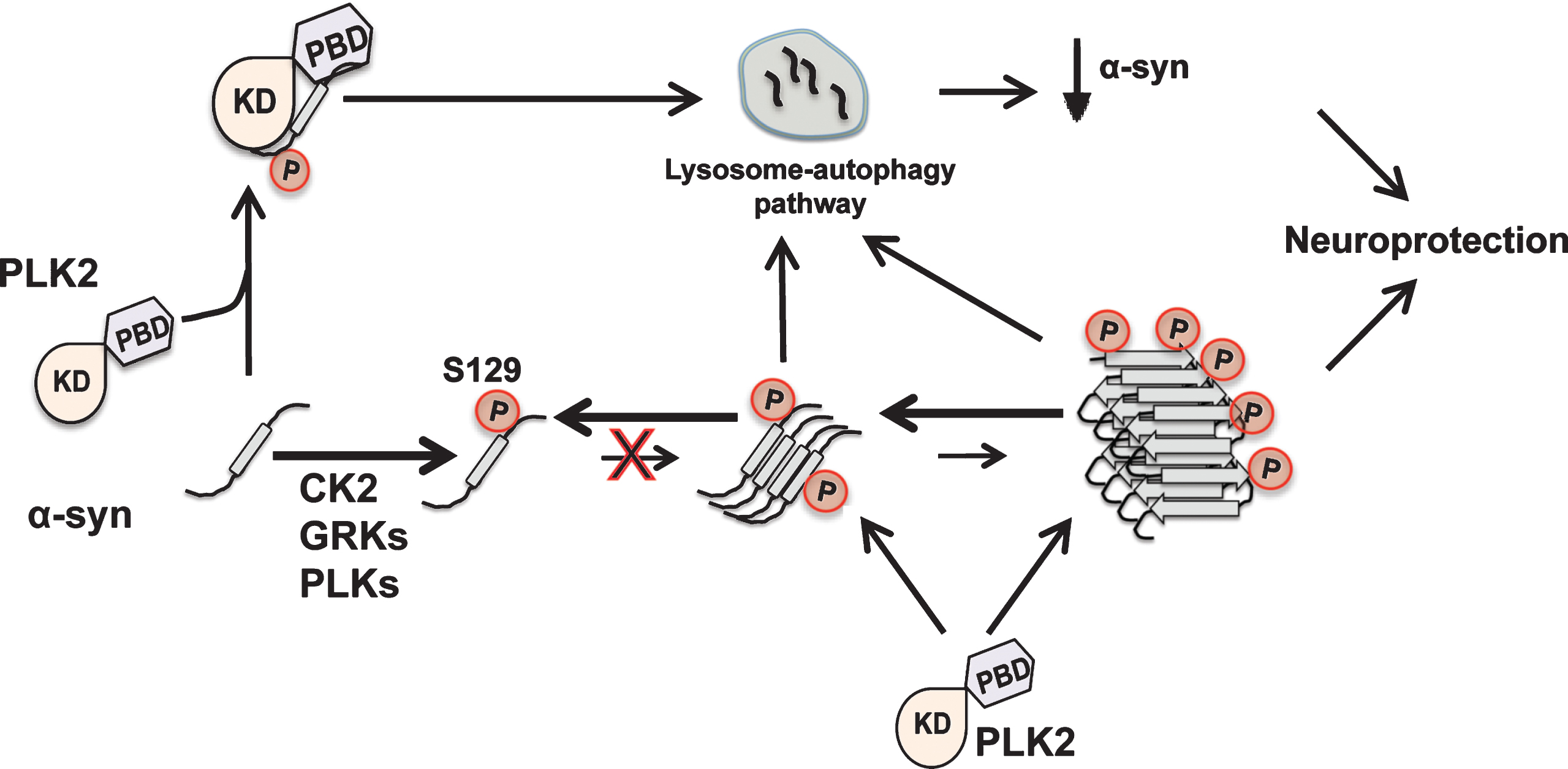 Potential role of phosphorylation at S129 in the regulation of α-syn clearance, aggregation and toxicity. Converging lines of evidence supports the implication of pS129 in the regulation of α-syn turnover. In our recent report we showed that PLK2 phosphorylates, interacts with and enhances α-syn clearance via the lysosome-autophagy degradation pathway [70], thereby it suppresses its toxicity in vivo. In another hand, in vitro assays revealed that authentic phosphorylation at S129, inhibits α-syn fibrillogenesis [42], suggesting that this post-translational modification may reduce α-syn fibrillogenesis and aggregation-related toxicity. Finally, α-syn oligomers and fibrils are good substrates for several kinases, notably PLK2 [116], suggesting that this event could occur after LBs formation. It is plausible that S129 phosphorylation may represent an active process promoting LBs disaggregation and/or clearance. Collectively, these observations suggest that phosphorylation at S129 may play a protective role against α-syn toxicity. PLKs: Polo like kinases, CK2: Casein kinase 2, GRKs: G protein-coupled receptor kinases, KD: Kinase domain, PBD: Polo box domain.
