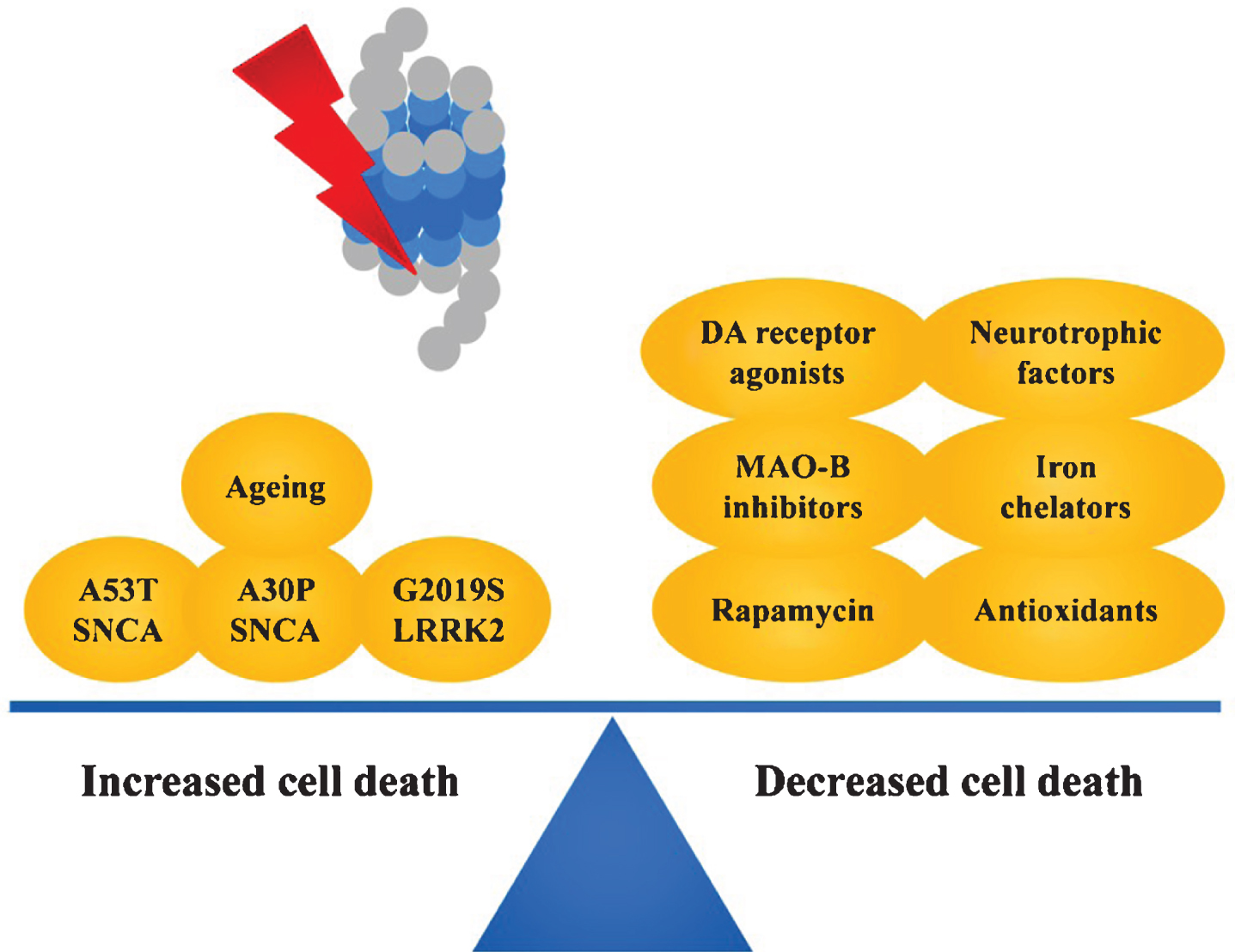 Factors influencing cell death following application of proteasome inhibitors. See text for details.