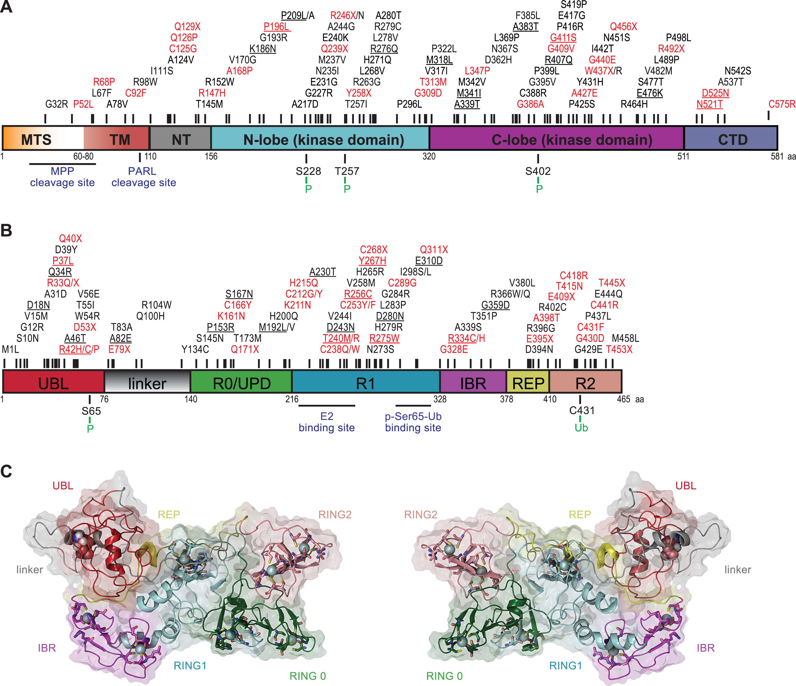 PINK1 and Parkin domain structures and PD-related mutations. (A-B) Given are schematic, color-coded domain representations of PINK1 and Parkin. PD-associated missense and nonsense mutations from the PD Mutation Database (http://www.molgen.vib-ua.be/PDMutDB/) are displayed on top of each structure with their respective locations. Mutations in red have been experimentally verified as loss-of-function mutations and are considered pathogenic, while functional defects for variants shown in black remain unclear. Underlined mutations are common variants based on the ExAC database (http://exac.broadinstitute.org) with allele frequencies greater than 1:10 000. (A) Domain structure of PINK1 (581 amino acids): mitochondrial targeting sequence (MTS, orange), transmembrane region (TM, red), N-terminal regulatory region (NT, gray), N-lobe of the kinase domain (cyan), C-lobe of the kinase domain (purple) and the C-terminal domain (CTD, blue). PD-associated mutations are listed on the top. Mitochondrial protease (MPP and PARL) cleavage sites and PINK1 auto-phosphorylation sites are displayed at the bottom. (B) Domain structure of Parkin (465 amino acids): ubiquitin-like domain (UBL, red), linker (gray), really-interesting-new-gene (RING)/unique Parkin domain (R0/UPD, green), RING1 (R1, cyan), in-between-RING (IBR, purple), repressor element of Parkin (REP, yellow), and RING2 (R2, pink). E2 co-enzyme and p-Ser65-Ub binding sites as well as Ser65 phosphorylation and Cys431 catalytic sites are displayed at the bottom. (C) Closed, inactive conformation of full-length human Parkin (left: front view and right: back view). The structure is shown in colored ribbons that correspond to the respective domain colors. The solvent-accessible surface area of each domain is shown in semi-transparent rendering in the same color. Ser65 is highlighted in Van der Waal representation with standard atom coloring (hydrogen: white, oxygen: red, nitrogen: blue). The zinc-finger motifs of Parkin are rendered in licorice stick with standard atom coloring and the corresponding zinc ions as spheres (cyan).