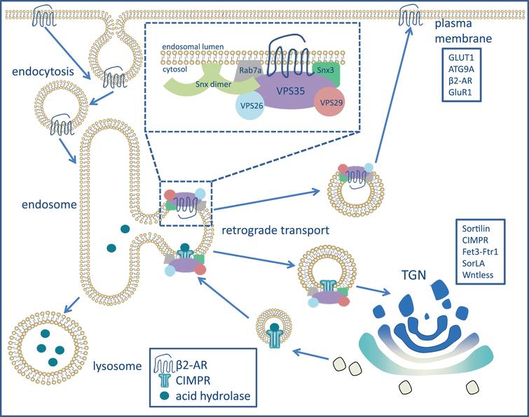 Retromer-regulated retrograde transport of endosomal-associated protein cargo. The retromer, along with retromer-associated proteins that assist in membrane binding (Snx3 and Rab7a), is responsible for the retrograde transport of several cargo proteins from the endosomal network to either the trans-Golgi network (TGN) or the plasma membrane. VPS35, along with VPS26 and VPS29, sit at the endosomal membrane and recognize cargo (transmembrane proteins) to be sorted. Two canonical cargo proteins that the retromer is responsible for transporting are the mannose-6-phosphate receptor (CI-MPR) and the β2-adrenergic receptor (β2-AR). These two examples demonstrate the two major routes of transport that are facilitated by the retromer [34]. CI-MPR is responsible for delivering acid hydrolases (cathepsin D, for example) to the endosome for eventual delivery to the lysosome. While other mechanisms are responsible for delivering CI-MPR with its ligand to the endosome, the retromer facilitates the retrieval of CI-MPR to the TGN to bind more ligand, which will eventually make its way to the endosome once again [85]. On the other hand, β2-AR is recycled from the endosome to the plasma membrane where it will stay until activated. Although the retromer is not responsible for the initial endocytosis of β2-AR at the plasma membrane, its role in recycling the receptor back to the plasma membrane prevents it from lysosomal degradation [48].